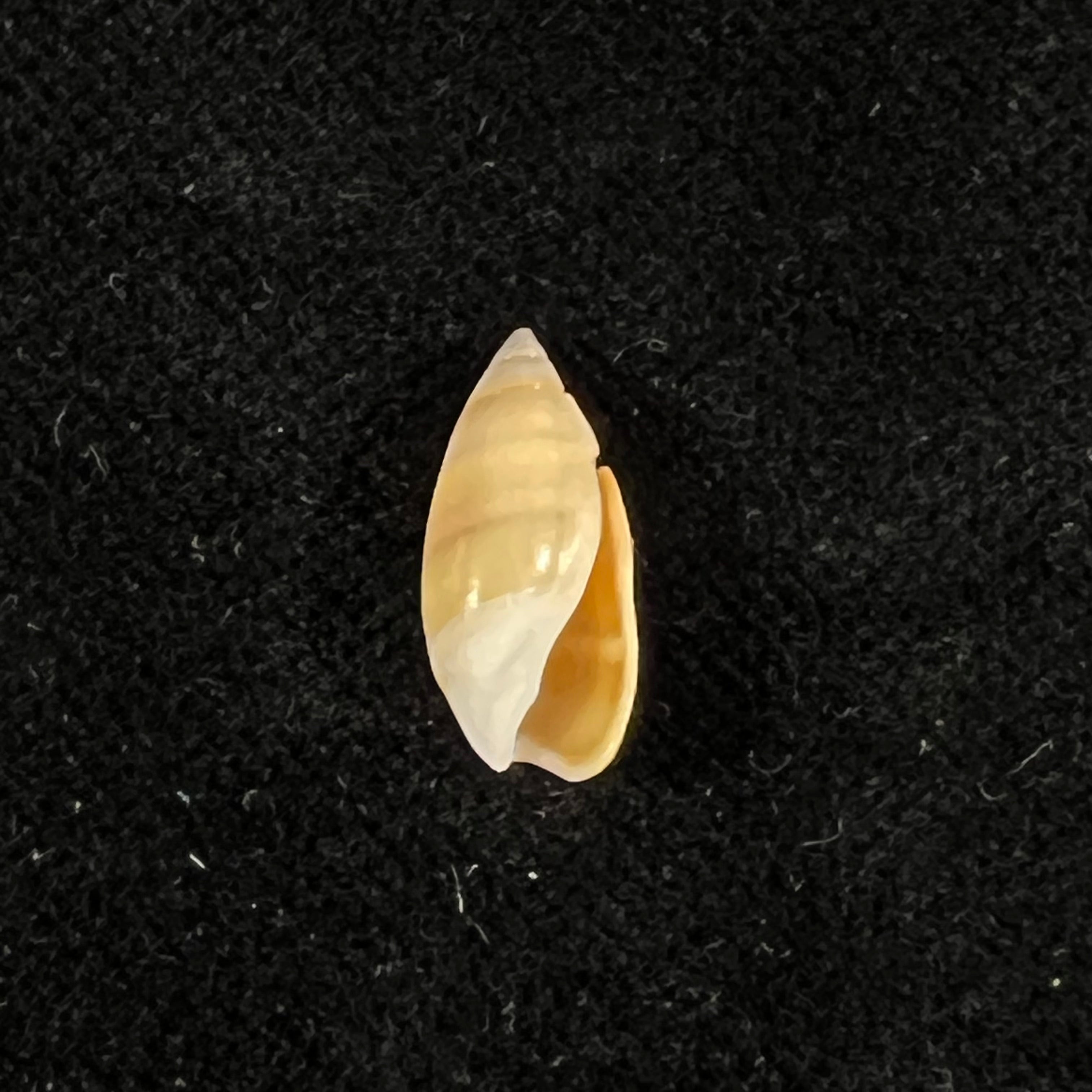 Pachyoliva semistriata (Gray, 1839) - 14mm