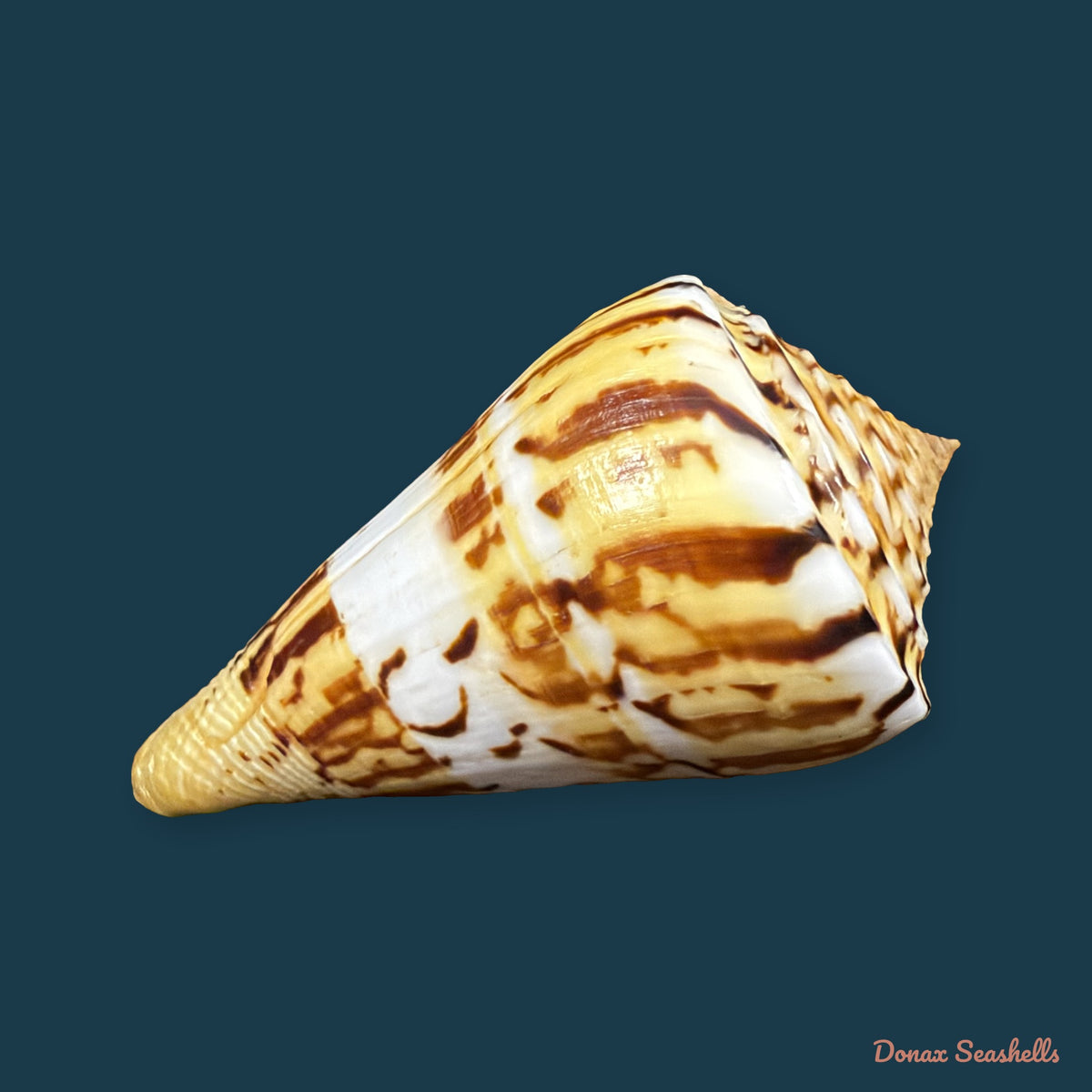 Conasprella centurio (Born, 1778) - 70,4mm
