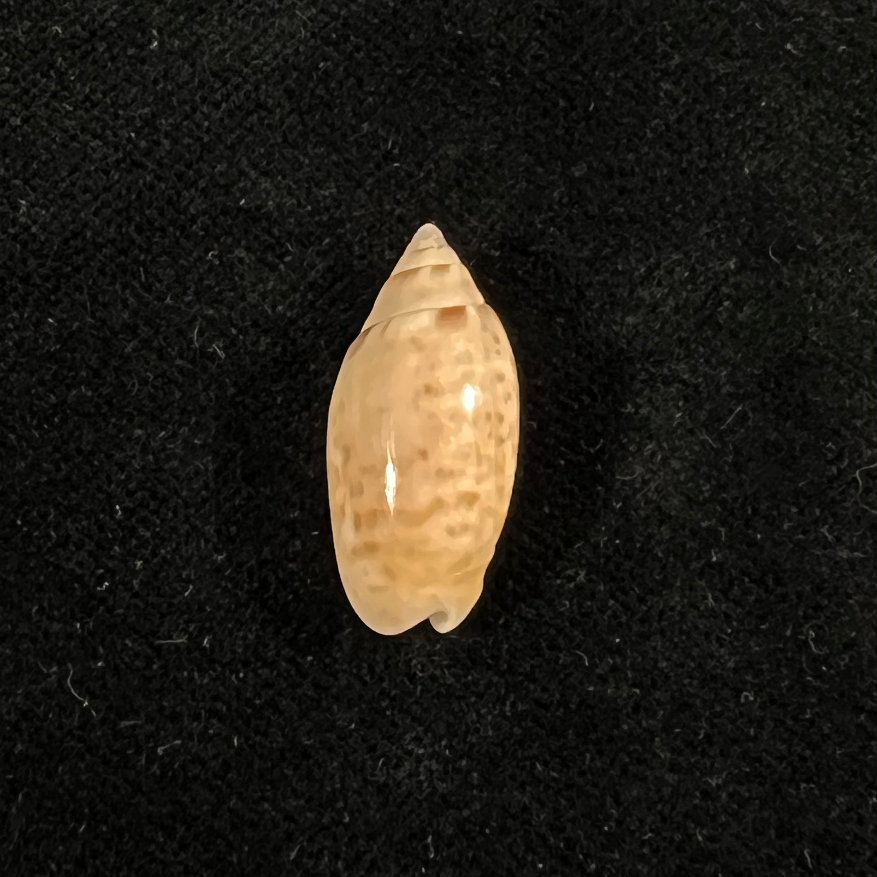 Felicioliva kaleontina (Duclos, 1835) - 23,1mm