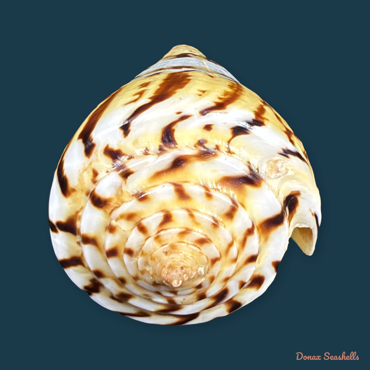 Conasprella centurio (Born, 1778) - 70,4mm