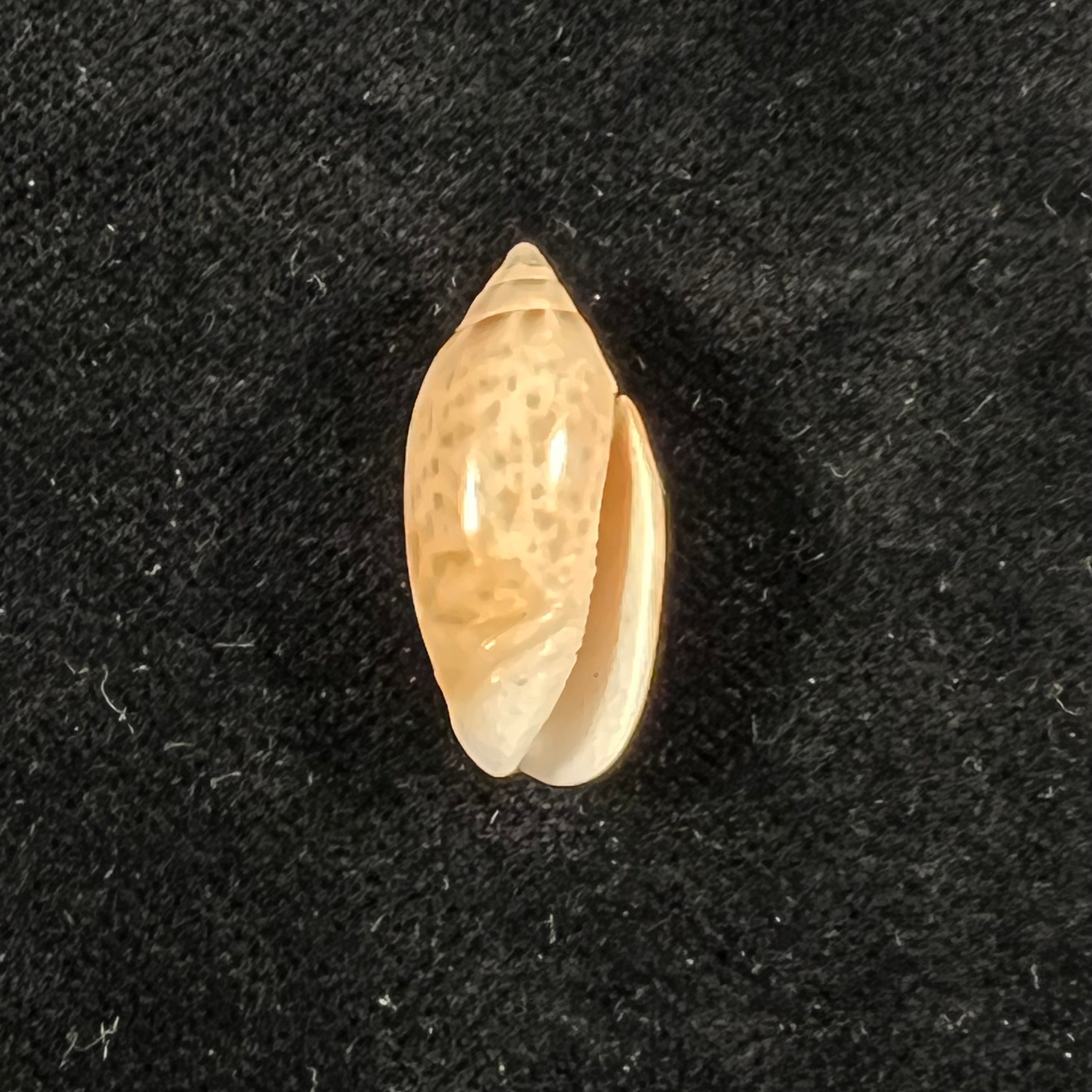 Felicioliva kaleontina (Duclos, 1835) - 23,1mm