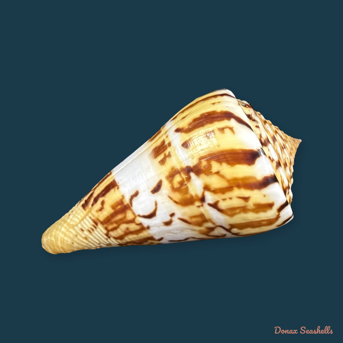 Conasprella centurio (Born, 1778) - 70,4mm