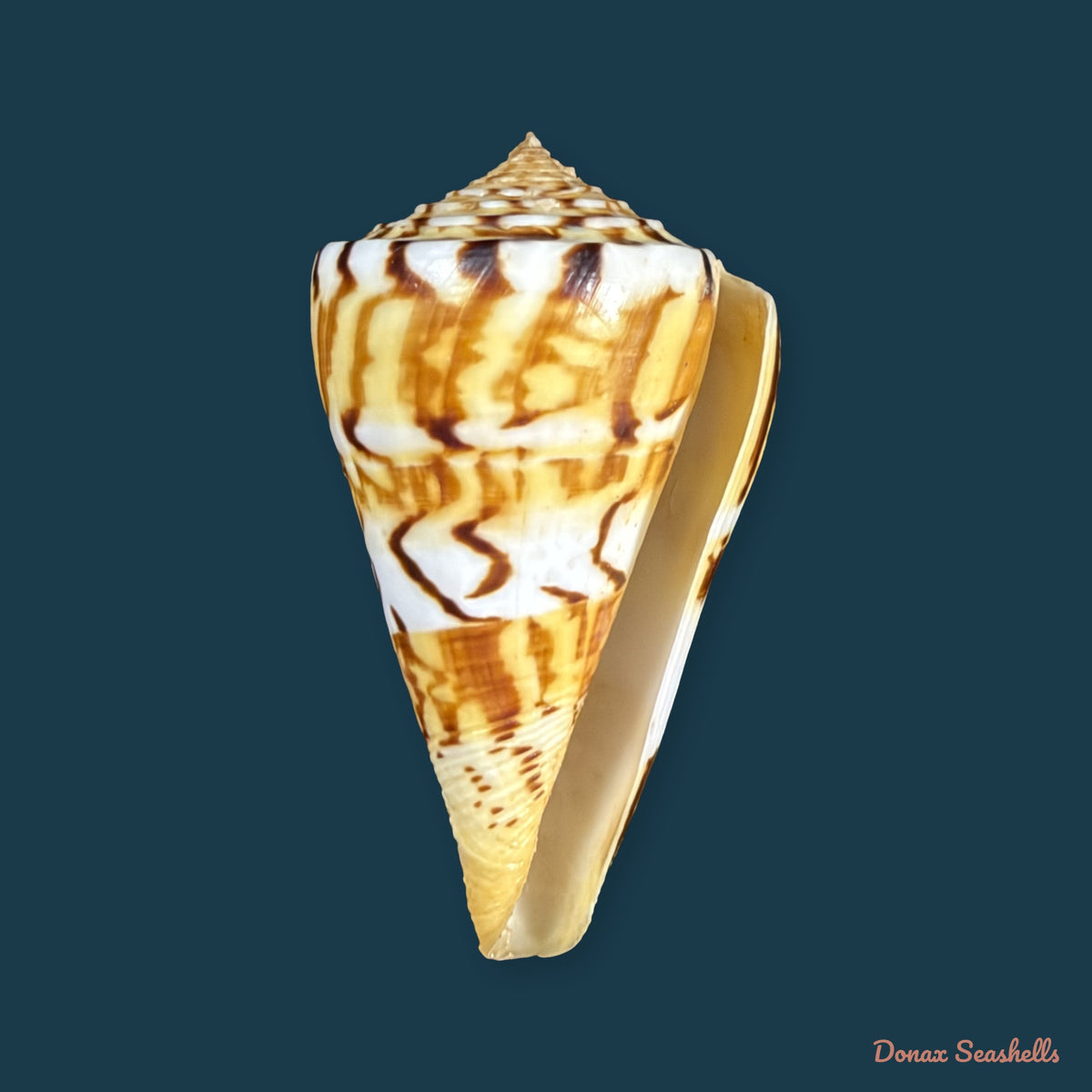 Conasprella centurio (Born, 1778) - 70,4mm