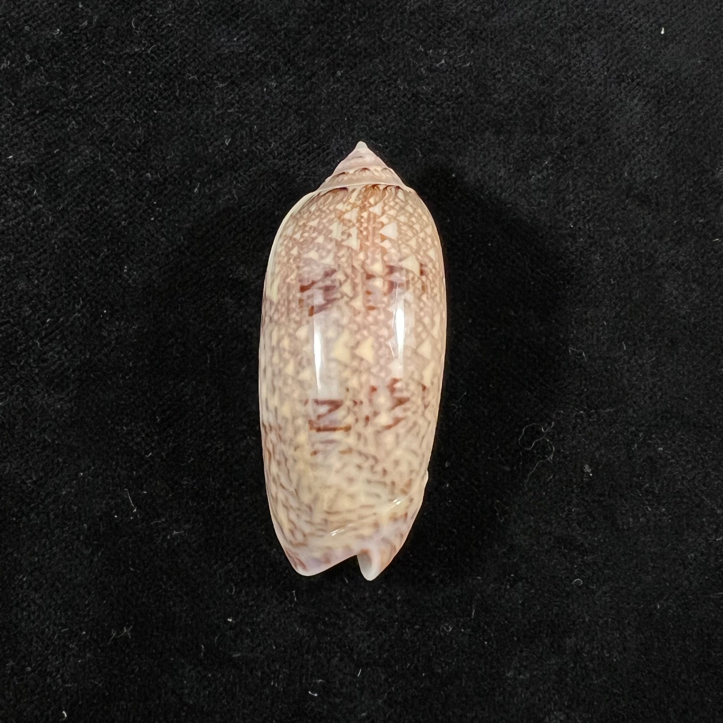 Americoliva circinata (Marrat, 1871) - 50,1mm