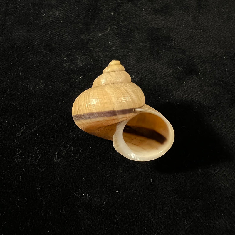 Tropidophora aspera (Potiez & Michaud, 1838) - 30,7mm