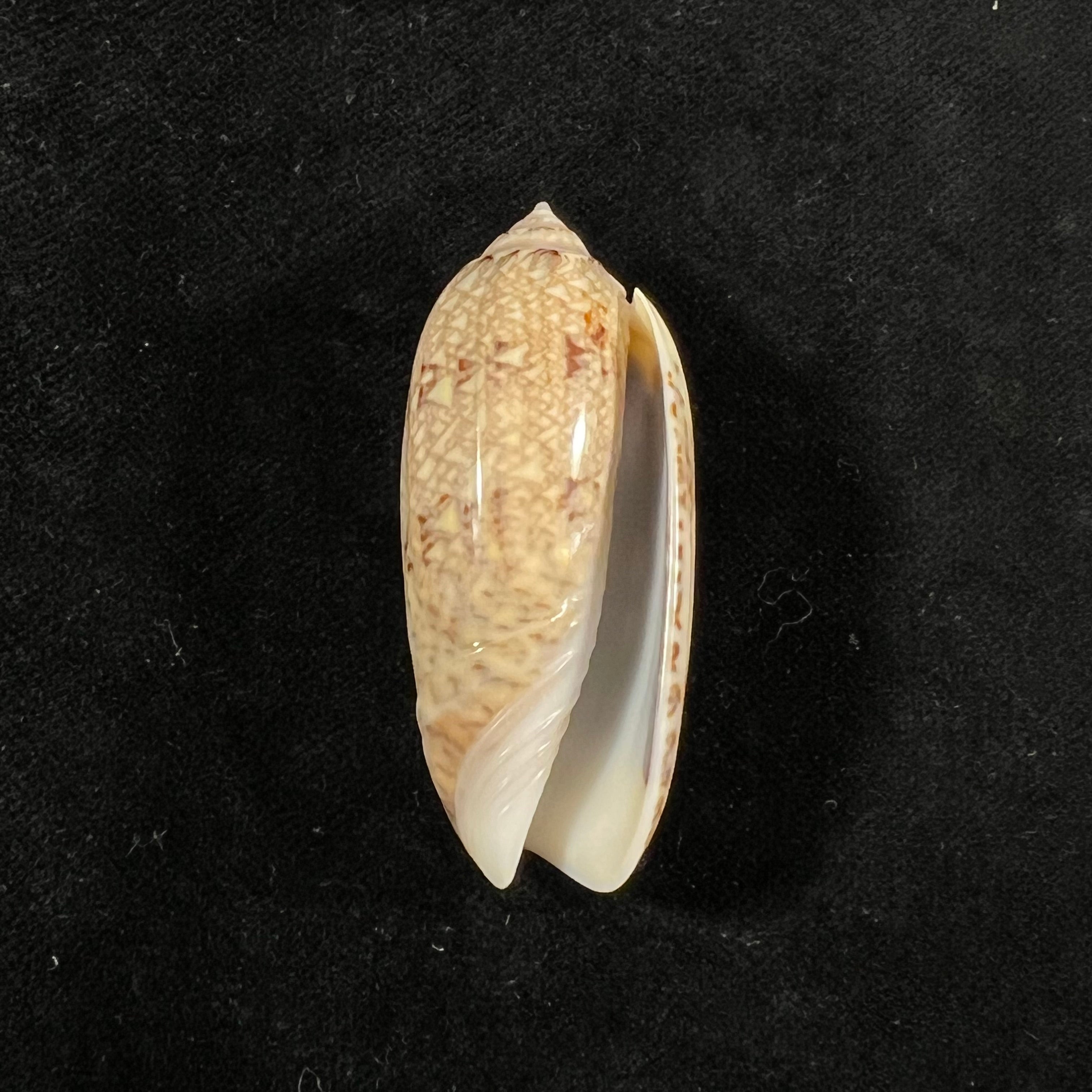 Americoliva circinata (Marrat, 1871) - 50,1mm