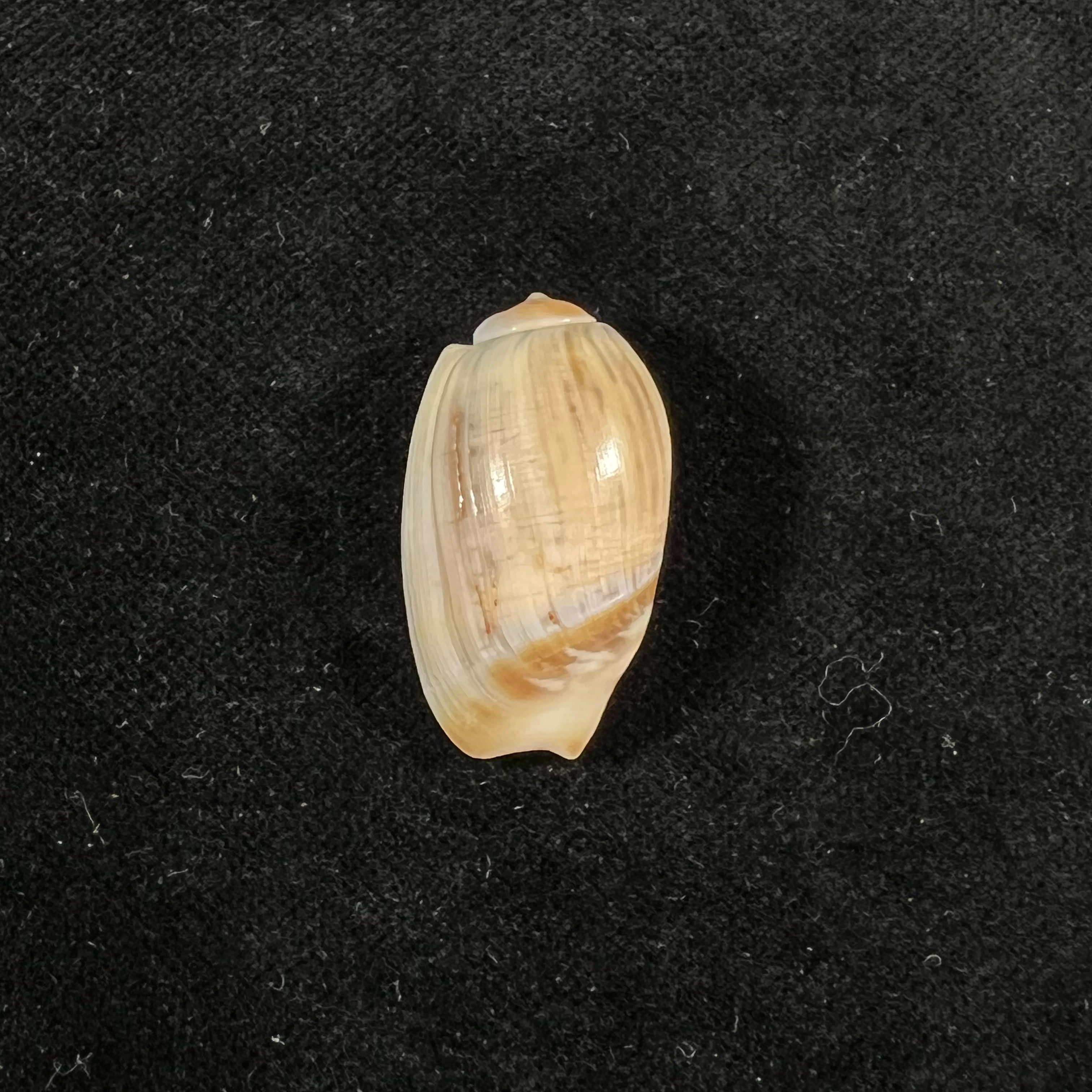 Olivancillaria carcellesi Klappenbach, 1965 - 28,7mm