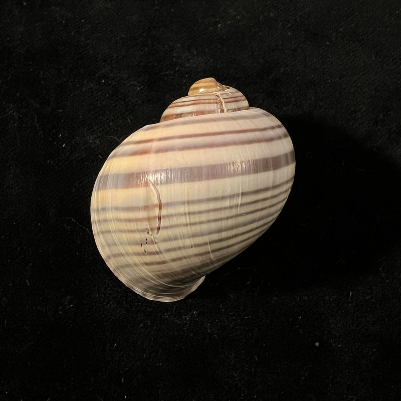 Pomacea pernambucensis (Reeve, 1856) - 409mm