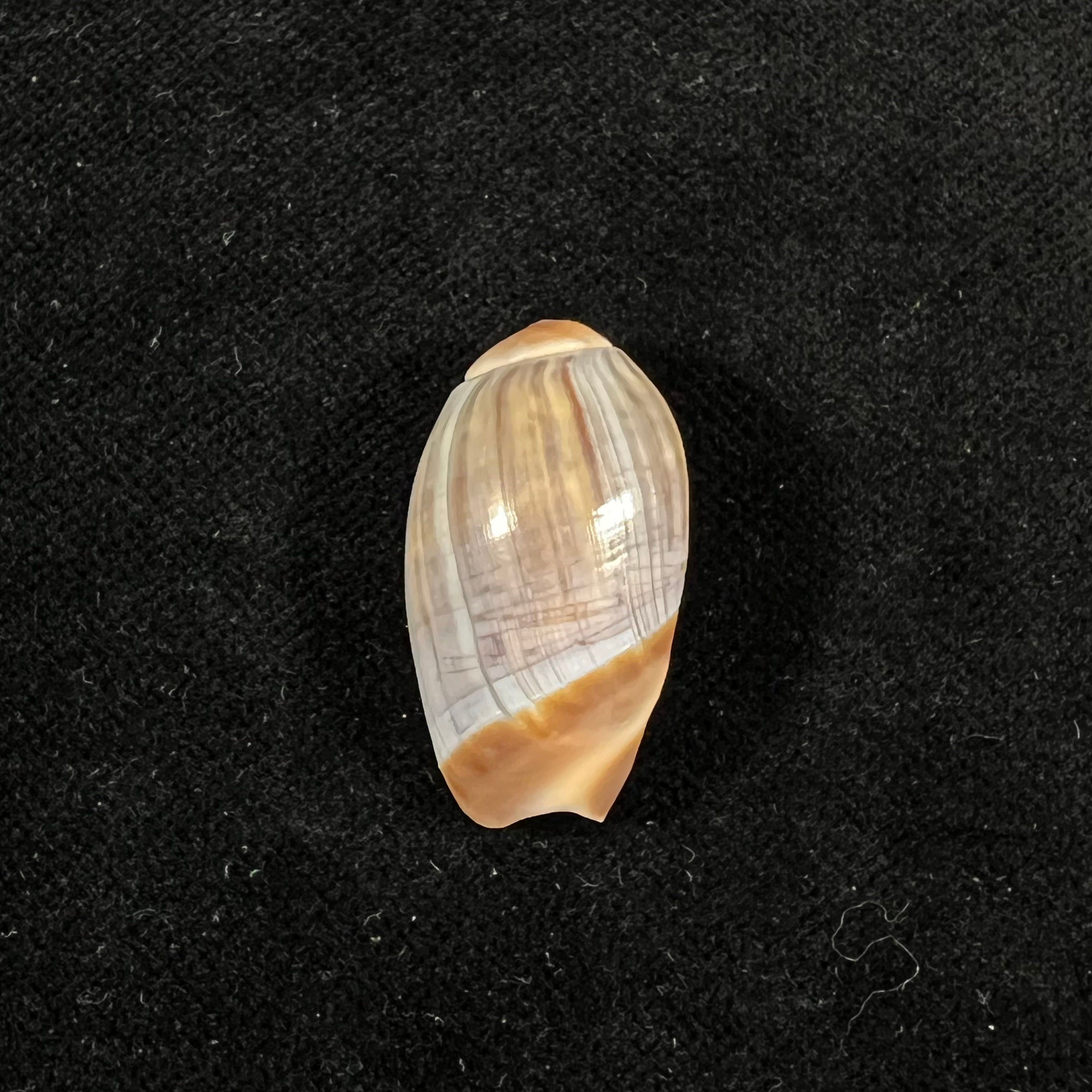 Olivancillaria carcellesi Klappenbach, 1965 - 27,7mm