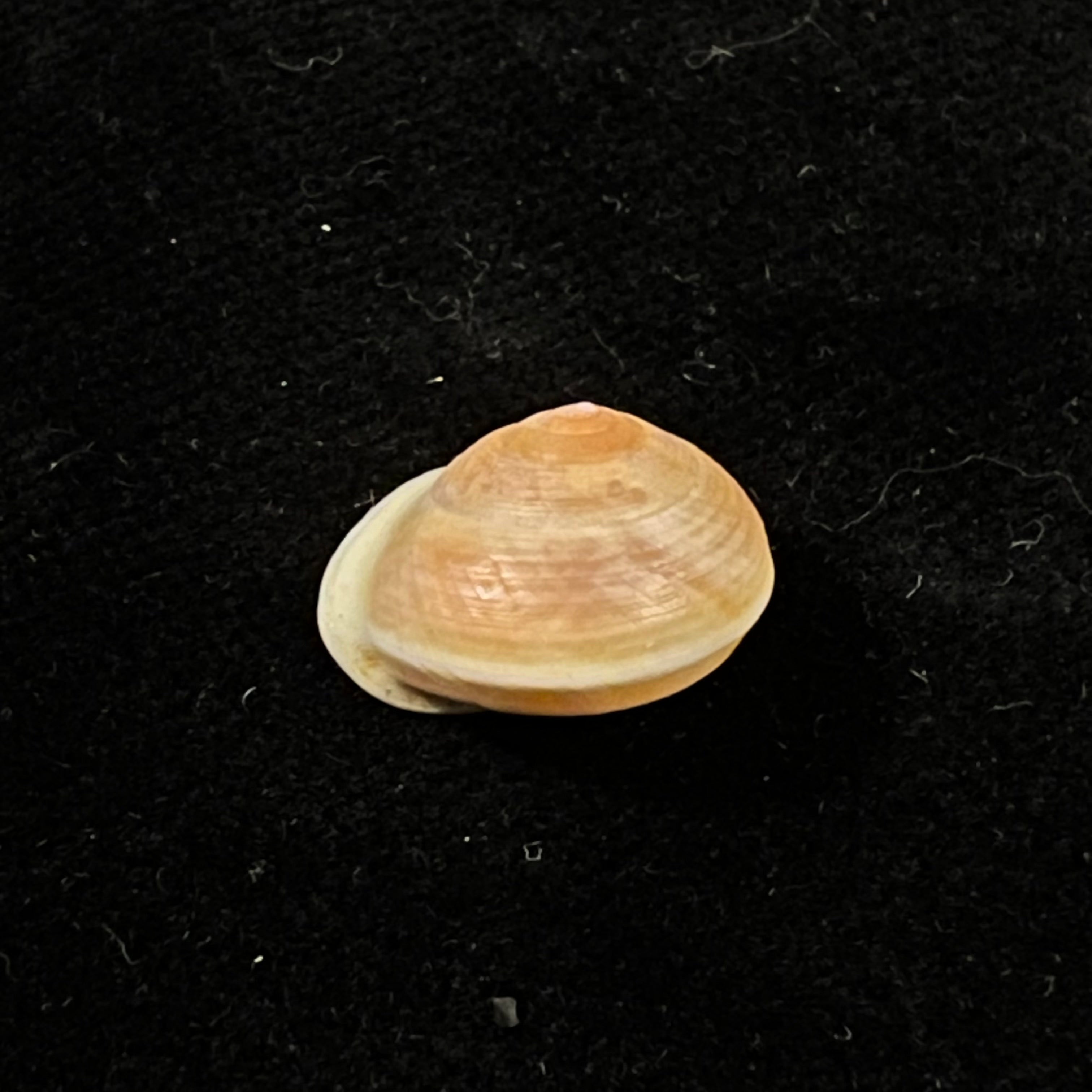 Helicina variabilis Wagner, 1827 - 14,8毫米