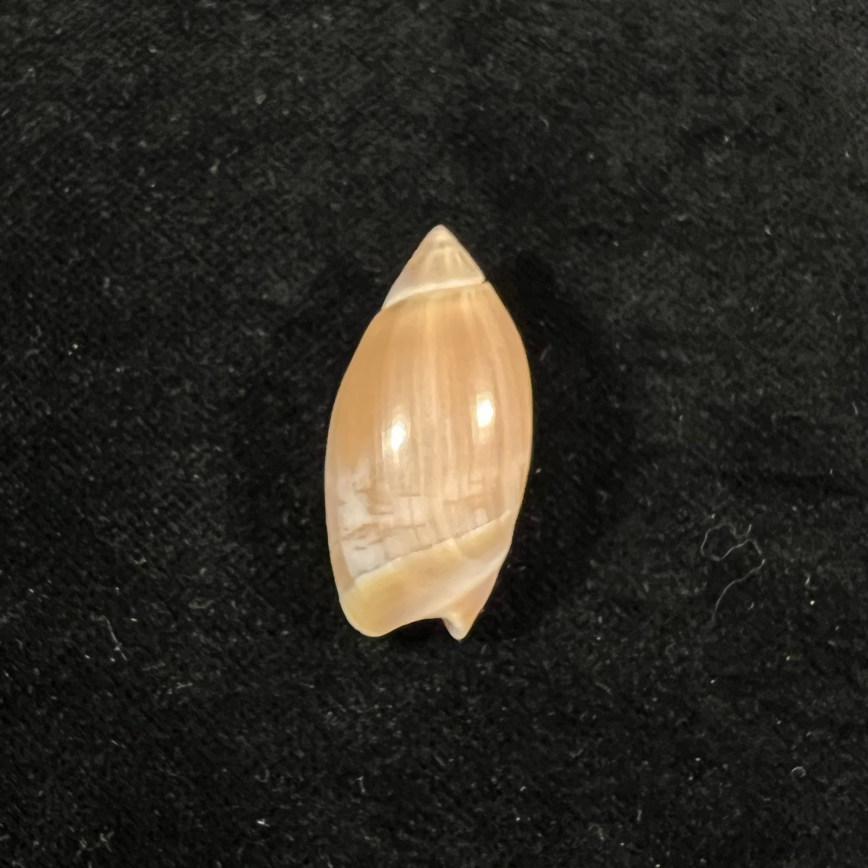 Olivancillaria orbignyi (Marrat, 1868) - 31,9mm