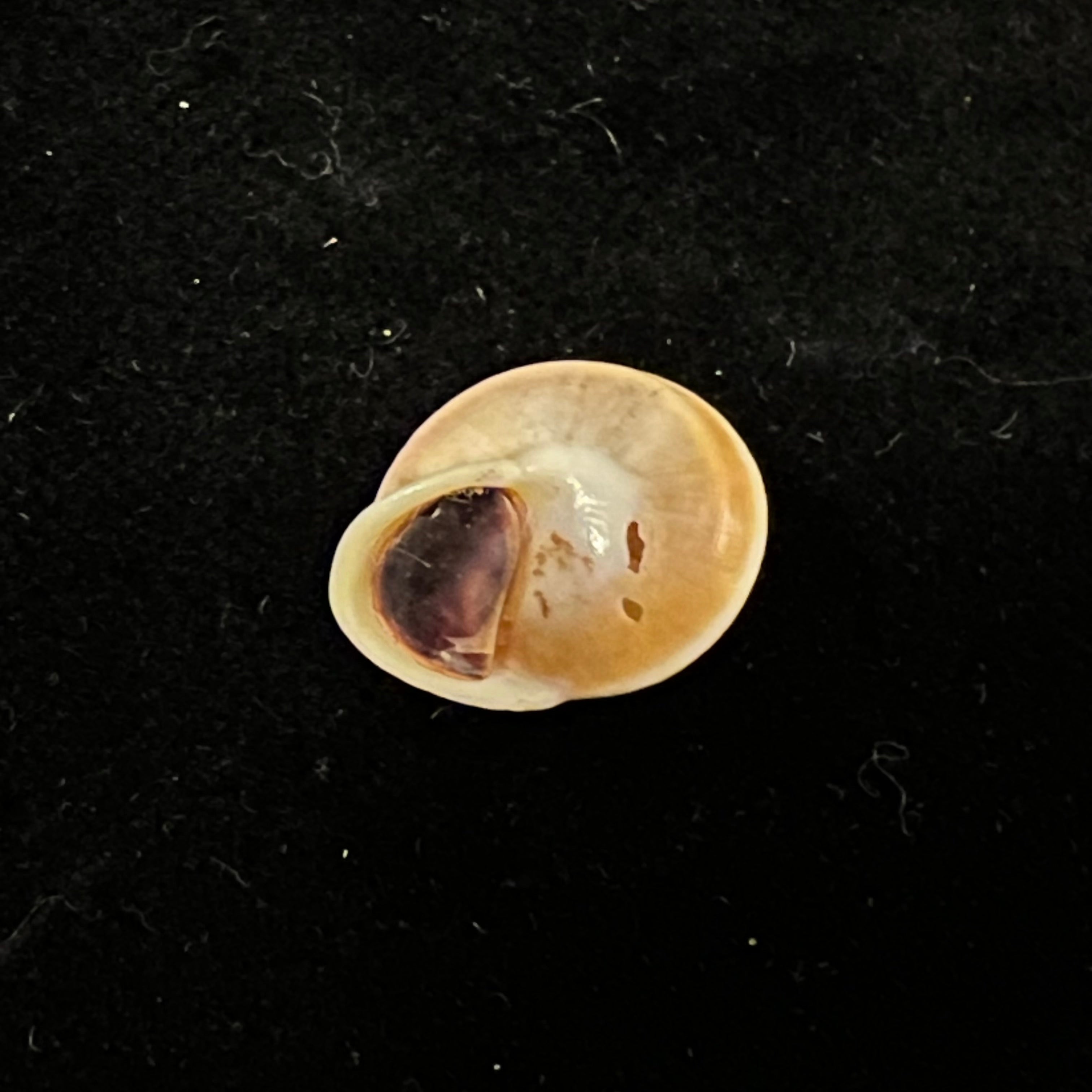 Helicina variabilis Wagner, 1827 - 14,8毫米