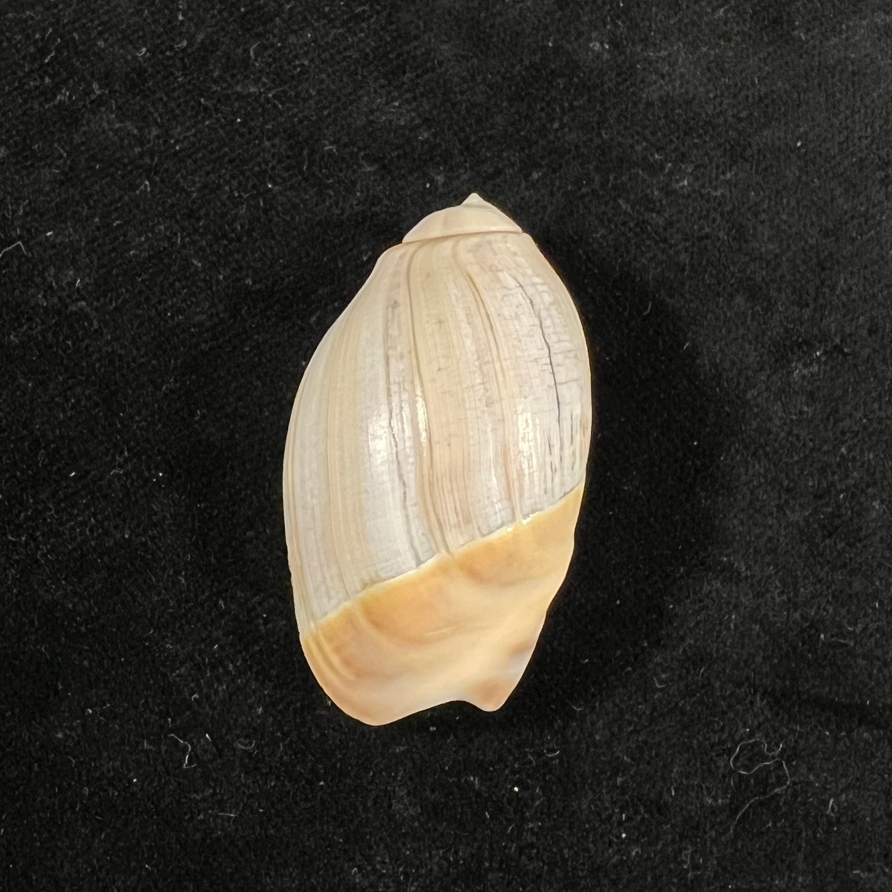 Olivancillaria vesica (Gmelin, 1791) - 44mm