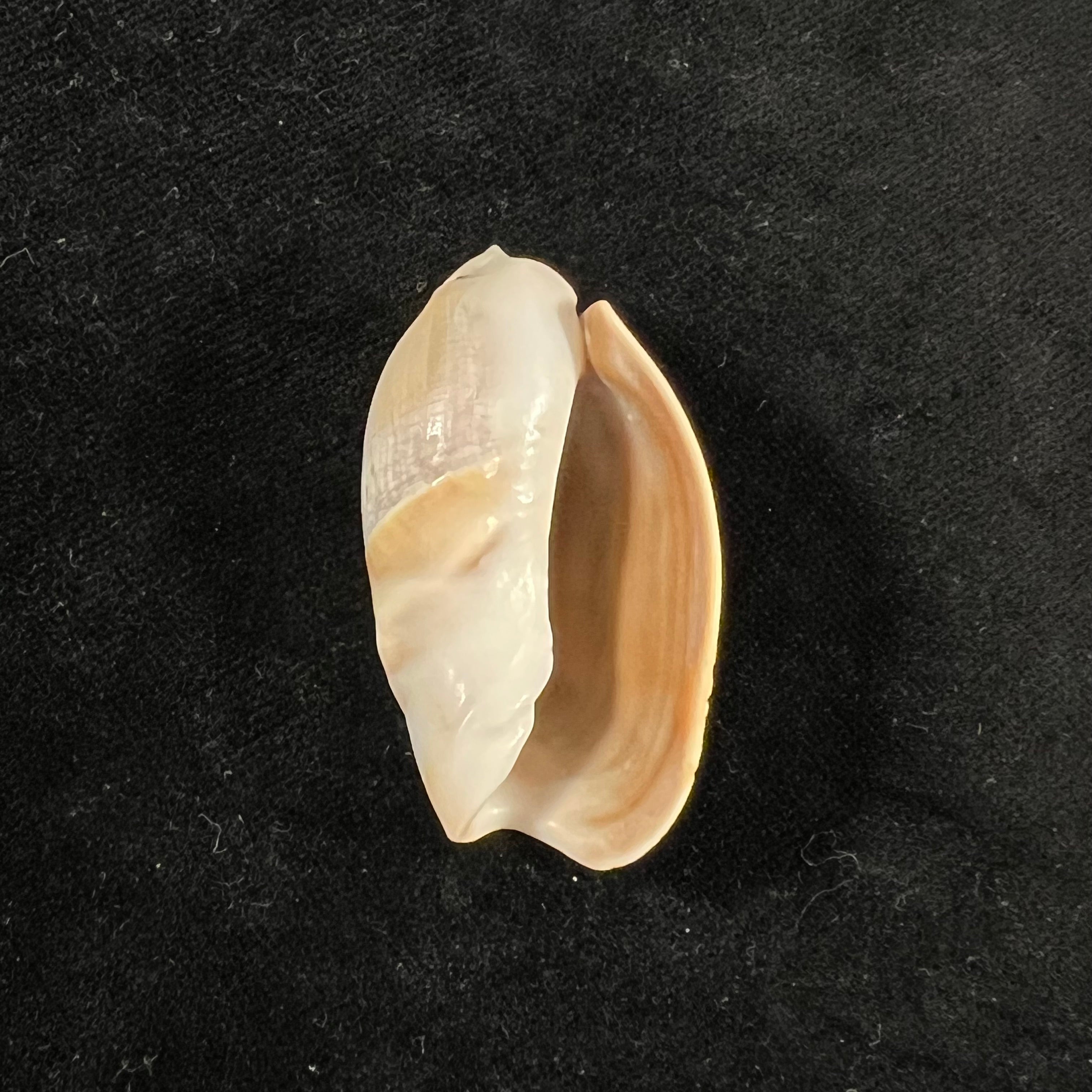 Olivancillaria vesica (Gmelin, 1791) - 44mm