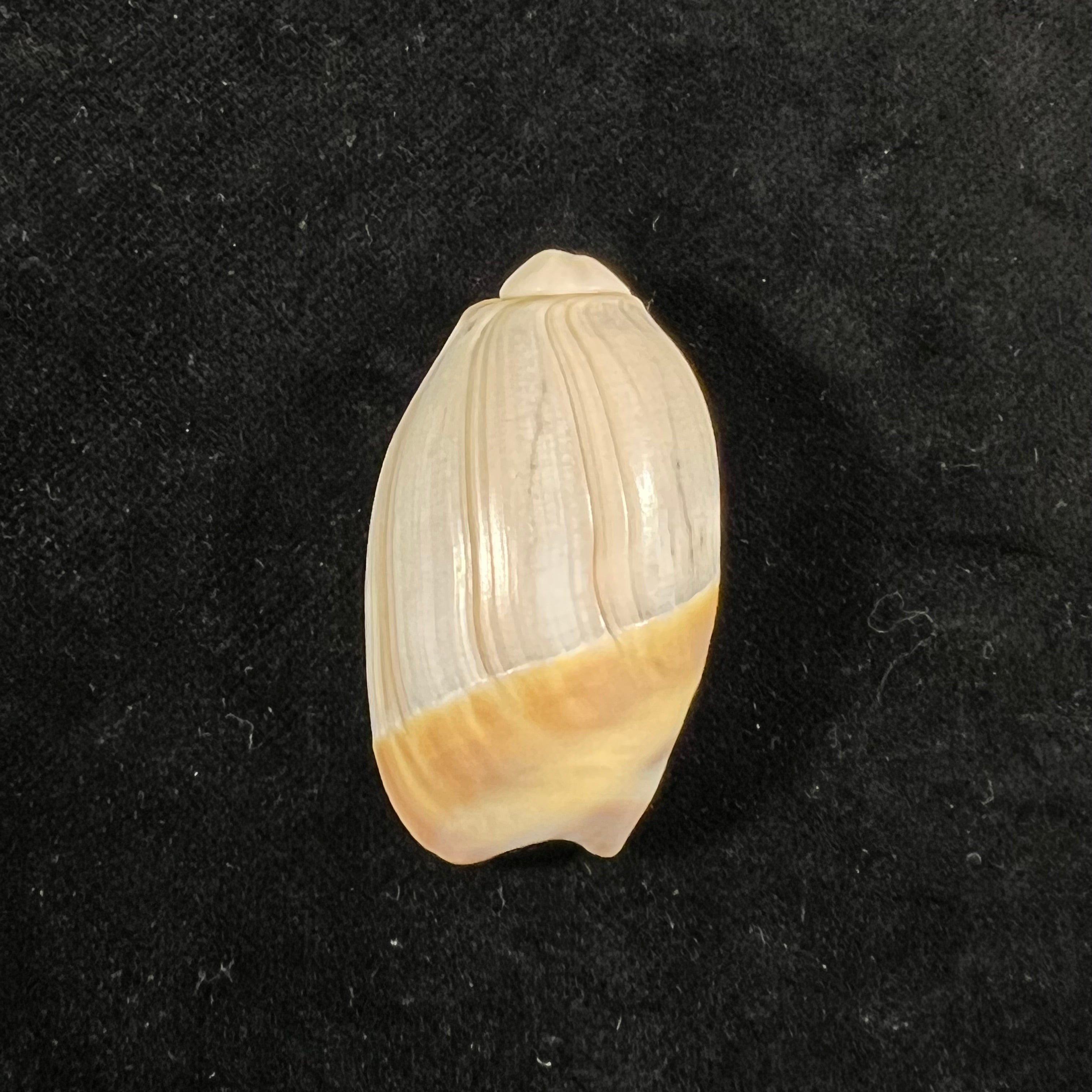 Olivancillaria vesica (Gmelin, 1791) - 42mm