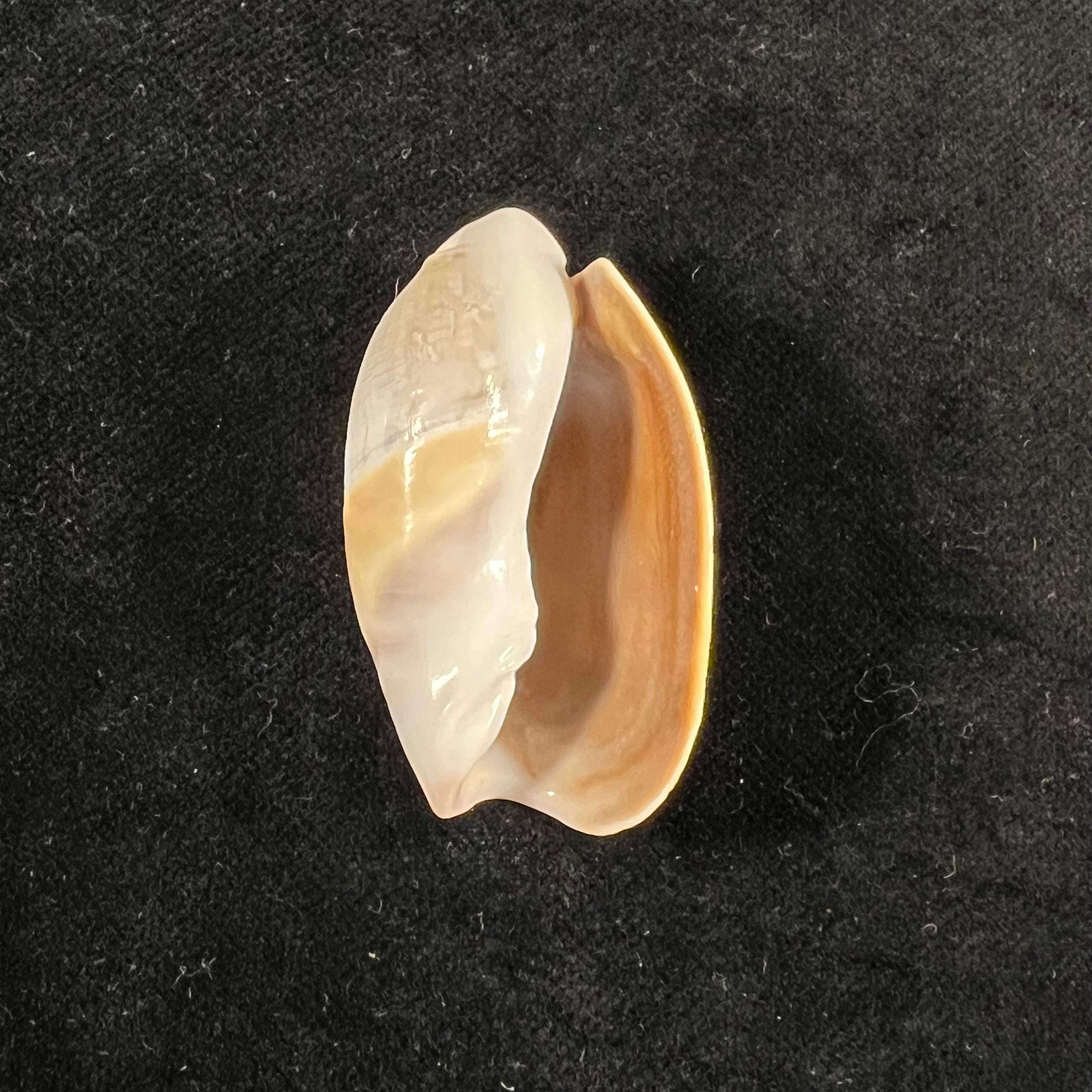Olivancillaria vesica (Gmelin, 1791) - 42mm