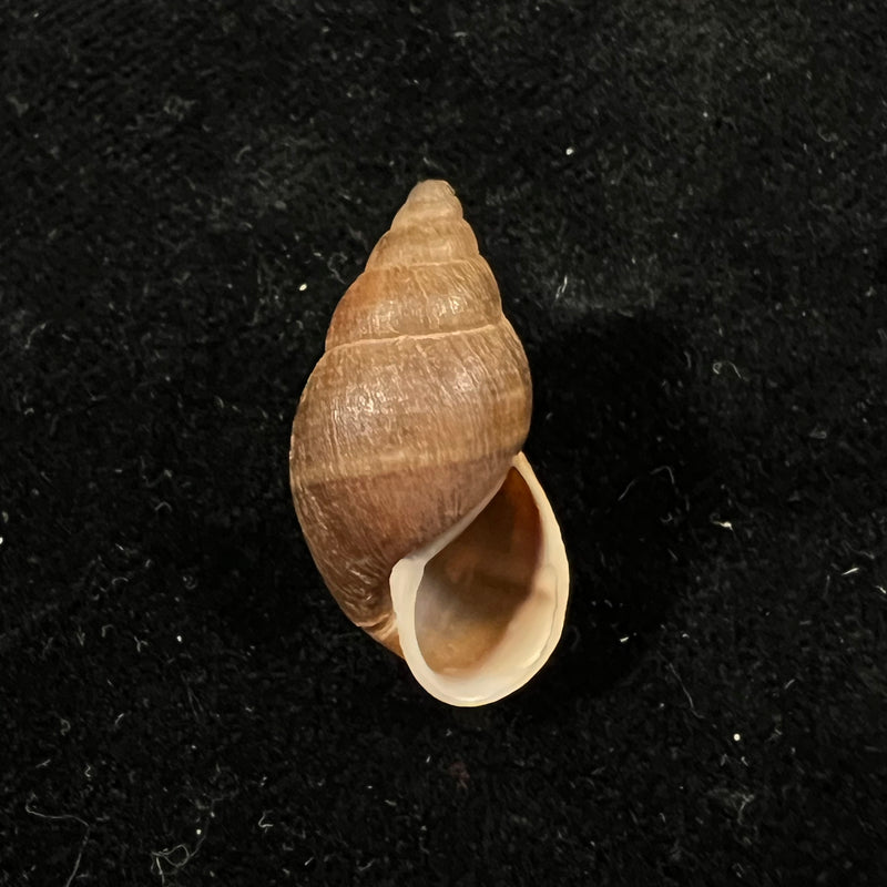 Scholvienia alutacea (Reeve, 1849) - 25,5mm