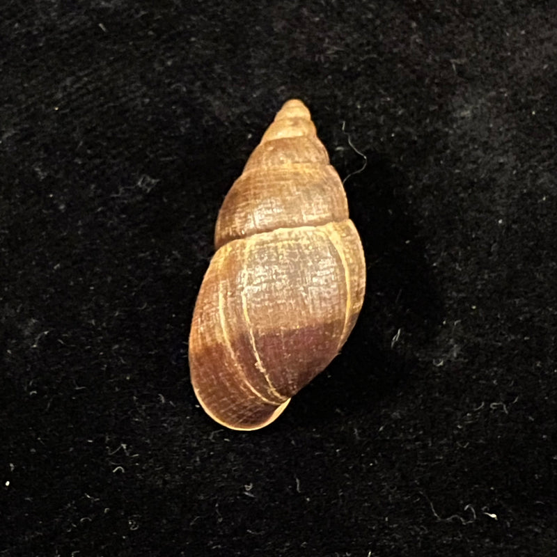 Scholvienia alutacea (Reeve, 1849) - 27,1mm