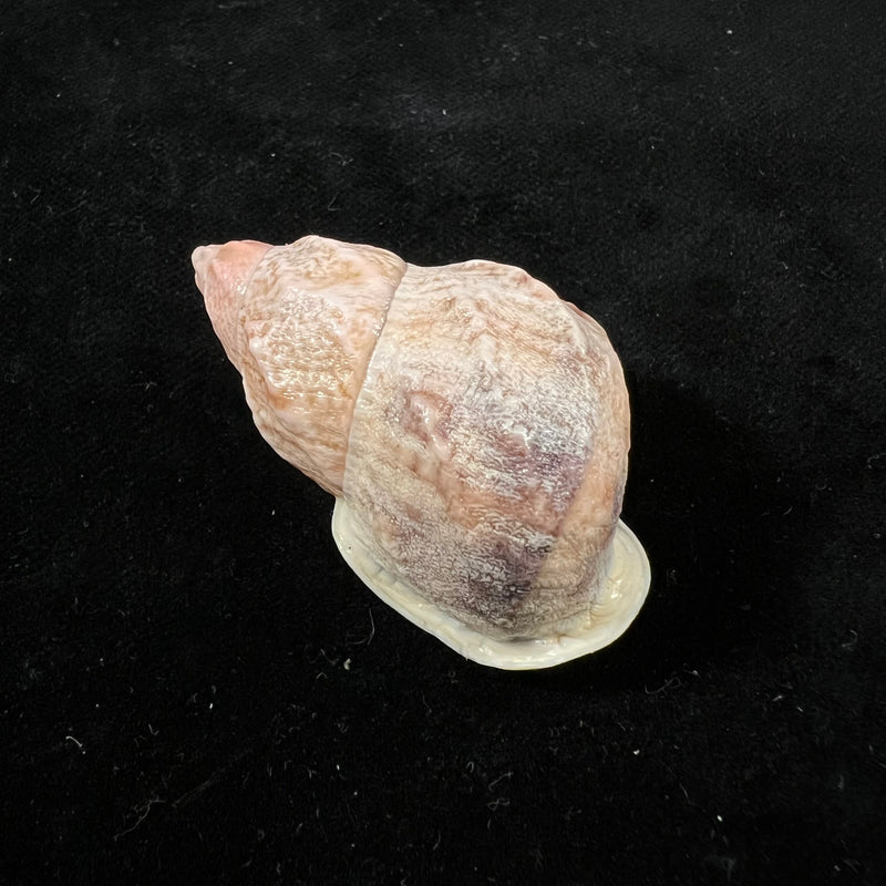 Auris melanostoma (Moricand, 1836) - 47,2mm