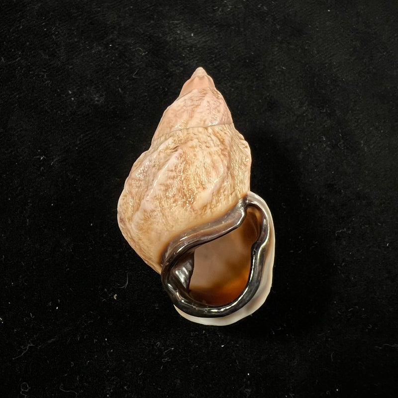 Auris melanostoma (Moricand, 1836) - 47,2mm