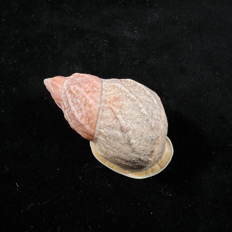 Auris melanostoma (Moricand, 1836) - 47,9mm