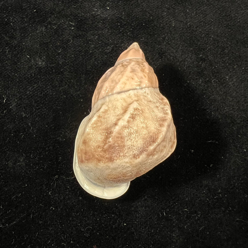 Auris melanostoma (Moricand, 1836) - 46,5mm