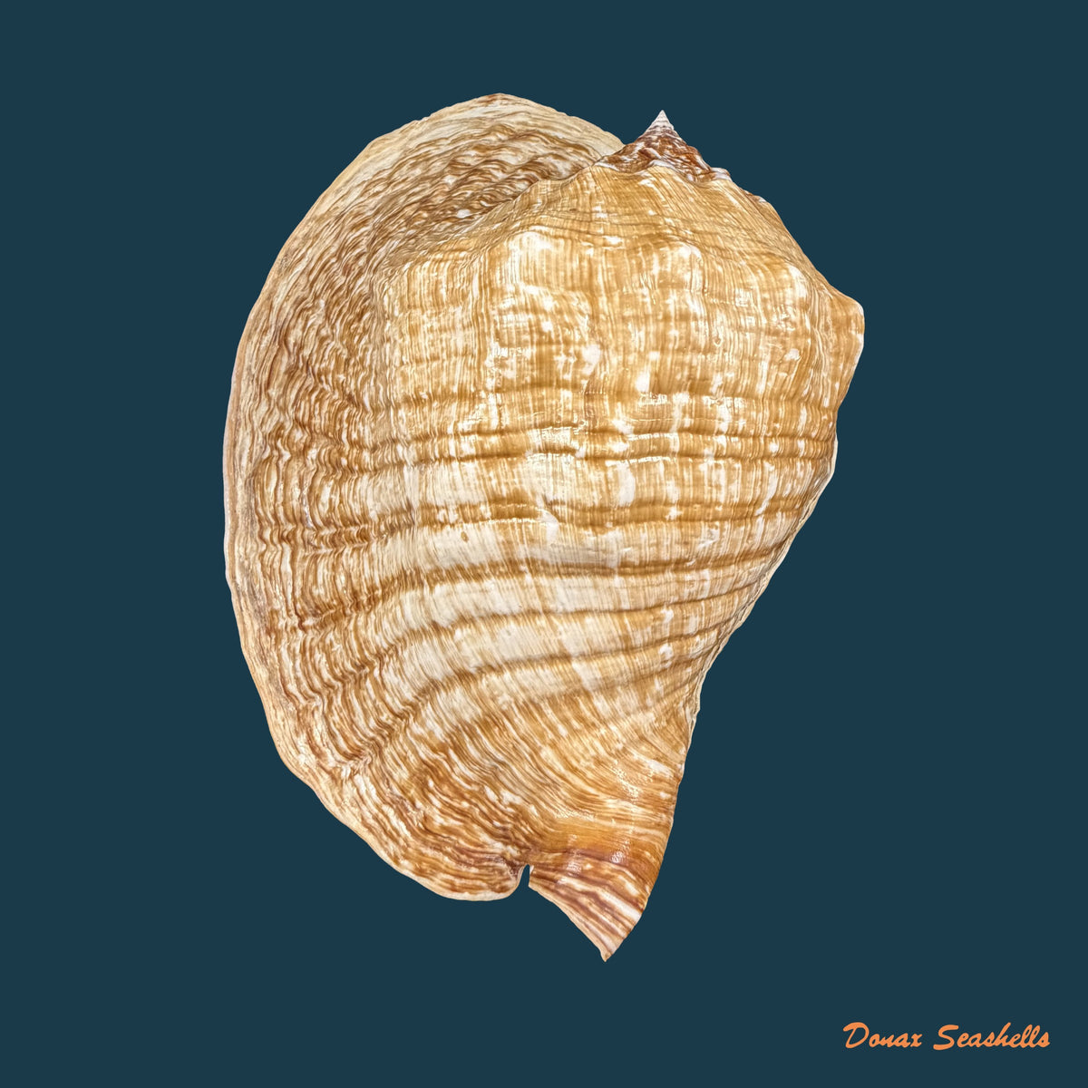 Titanostrombus goliath (Schröter, 1805) - 292,6mm