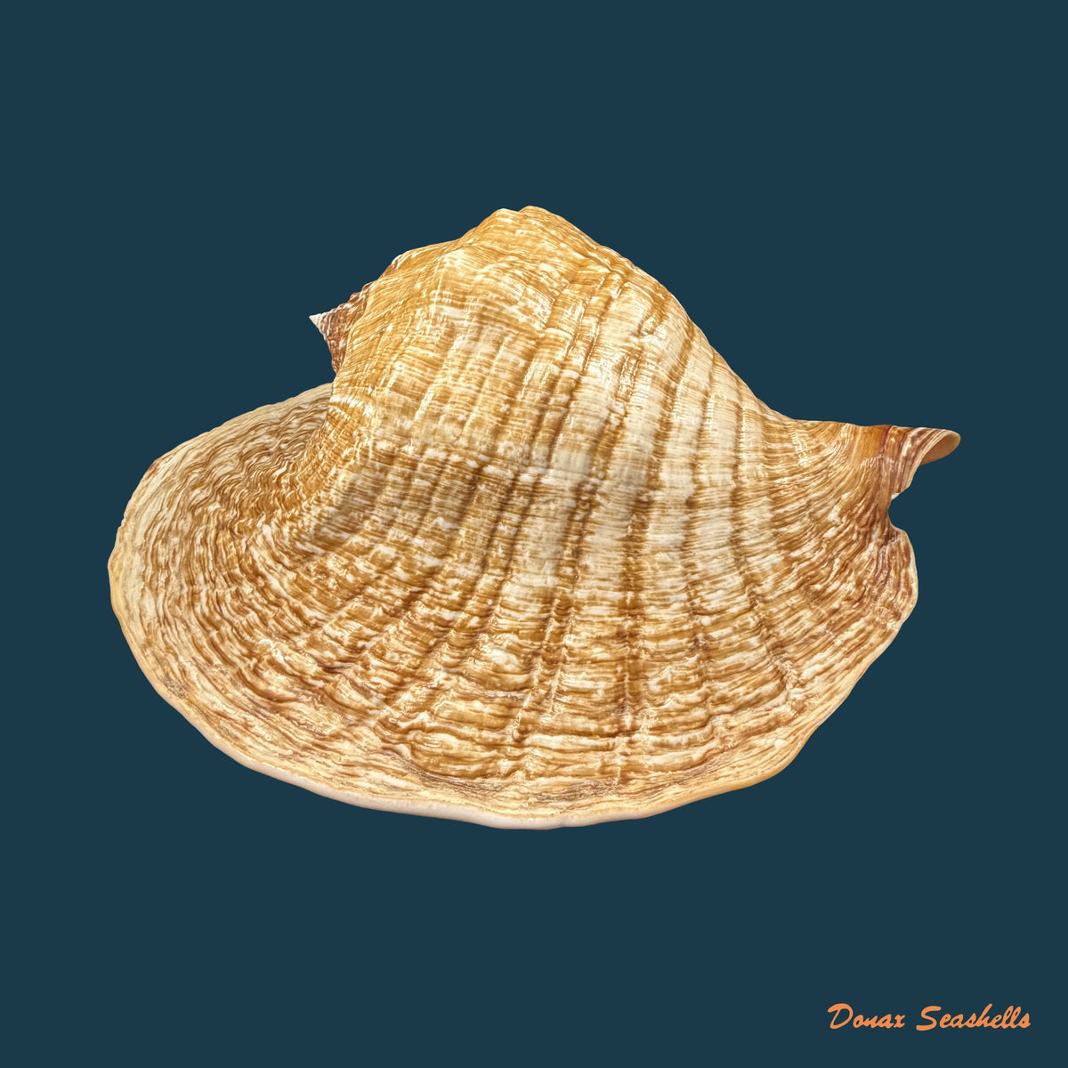 Titanostrombus goliath (Schröter, 1805) - 292,6mm