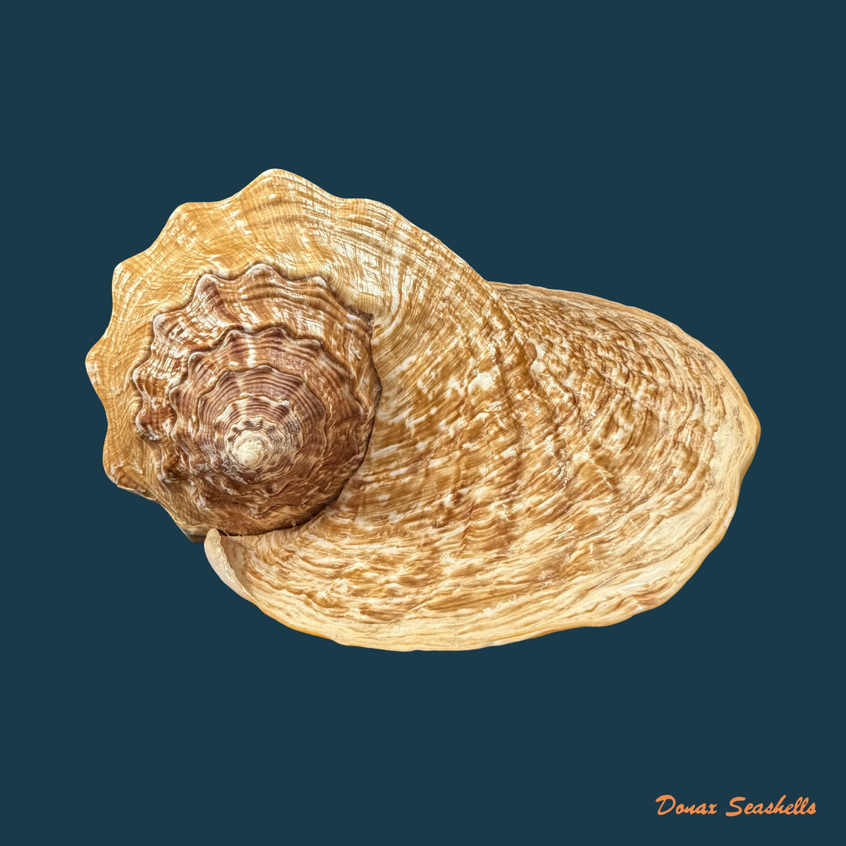 Titanostrombus goliath (Schröter, 1805) - 292,6mm