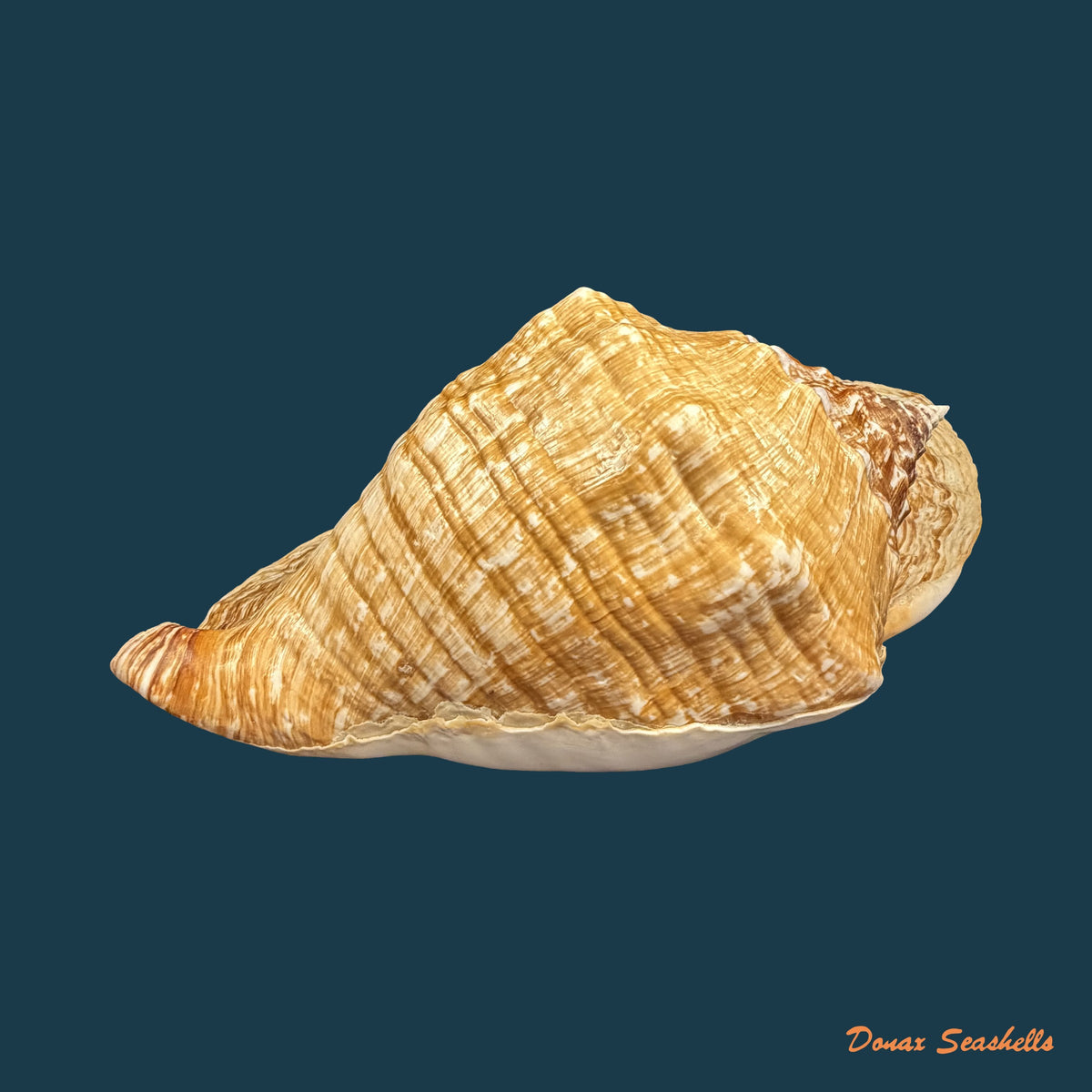 Titanostrombus goliath (Schröter, 1805) - 292,6mm