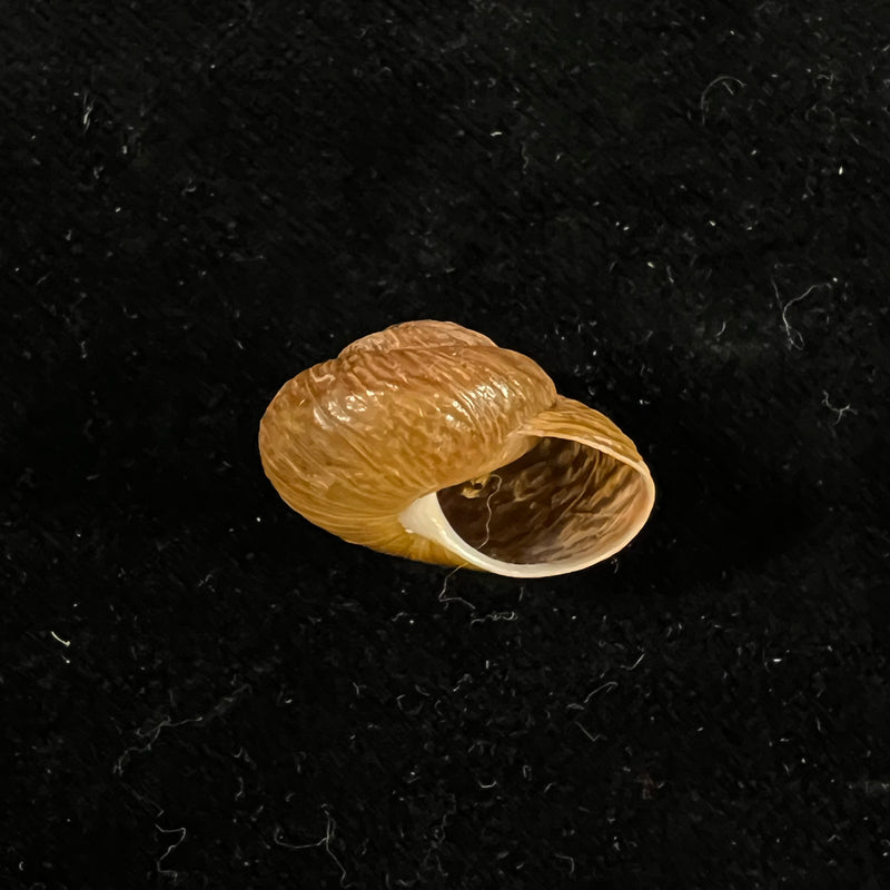 Leptaxis groviana (A. Férussac, 1832) - 21,2mm