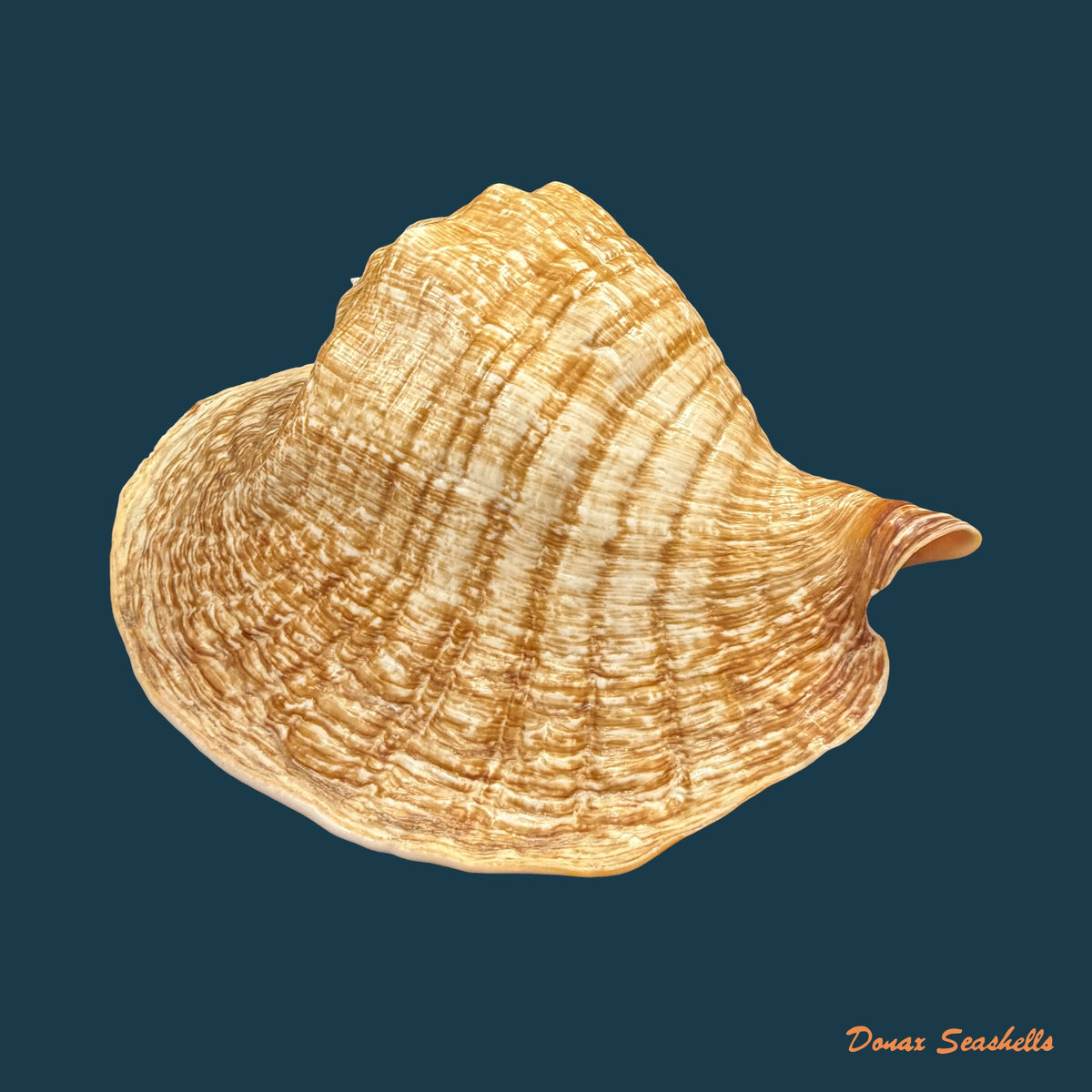 Titanostrombus goliath (Schröter, 1805) - 292,6mm