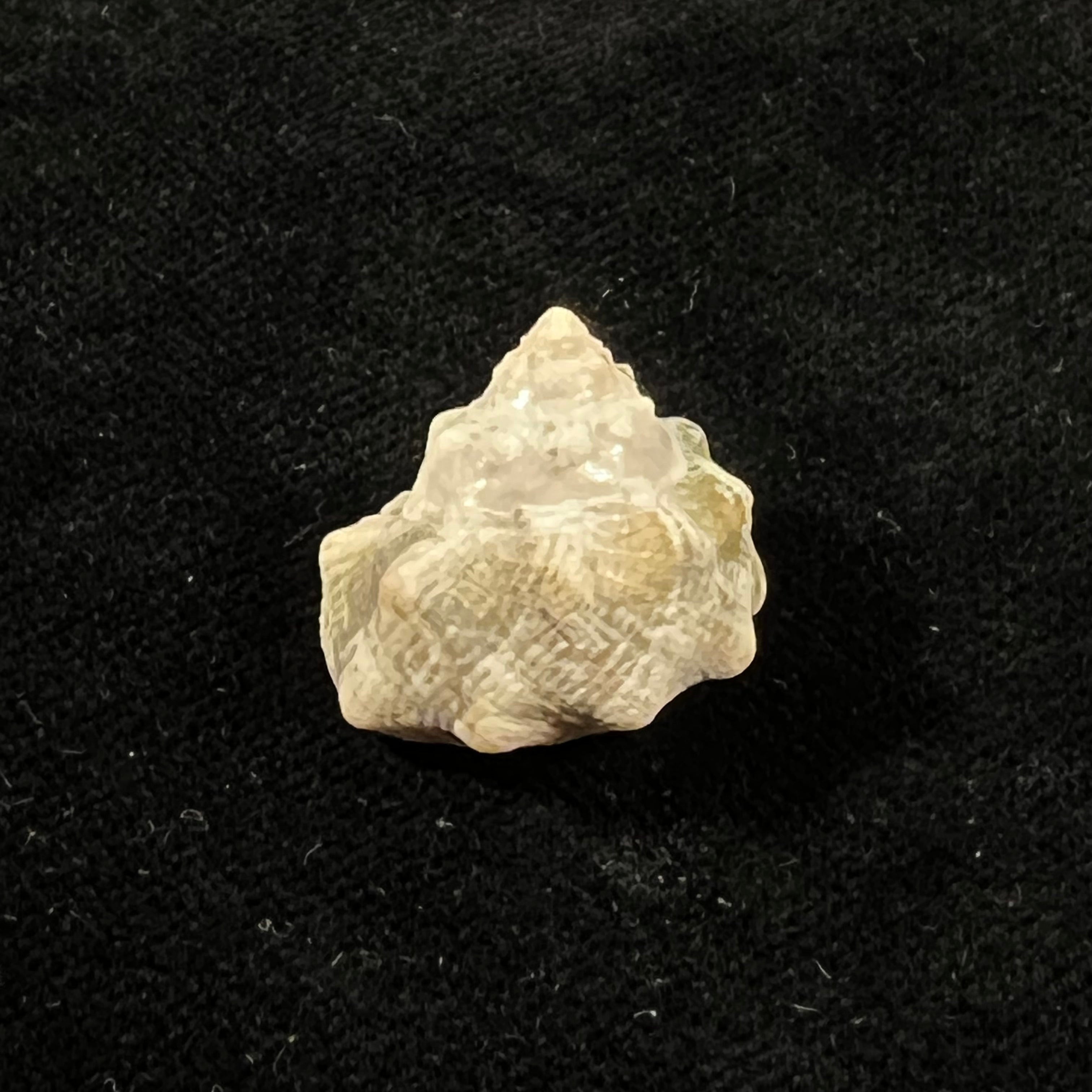 Lithopoma tuber (Linnaeus, 1758) - 20,7mm