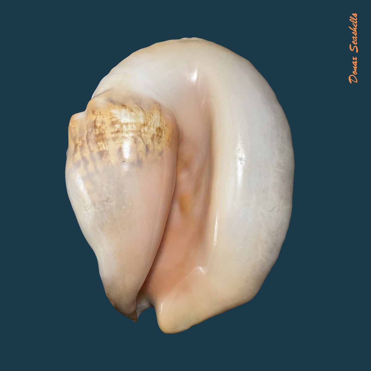Titanostrombus goliath (Schröter, 1805) - 292,6mm
