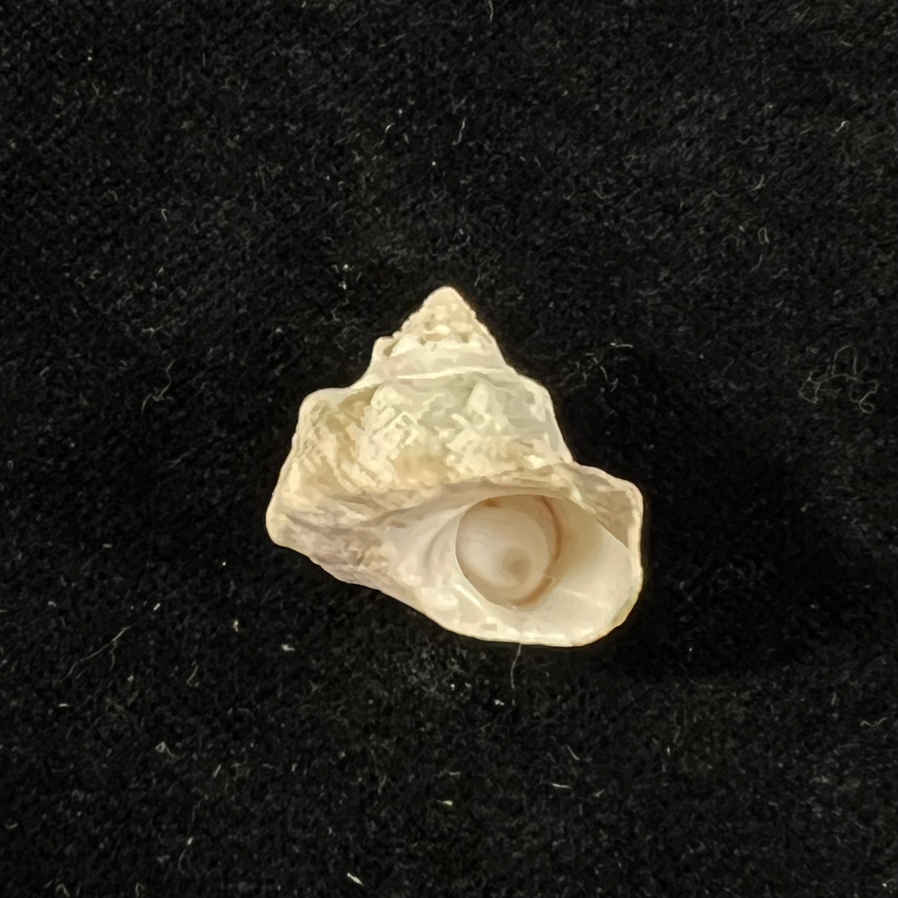 Lithopoma tuber (Linnaeus, 1758) - 20,7mm