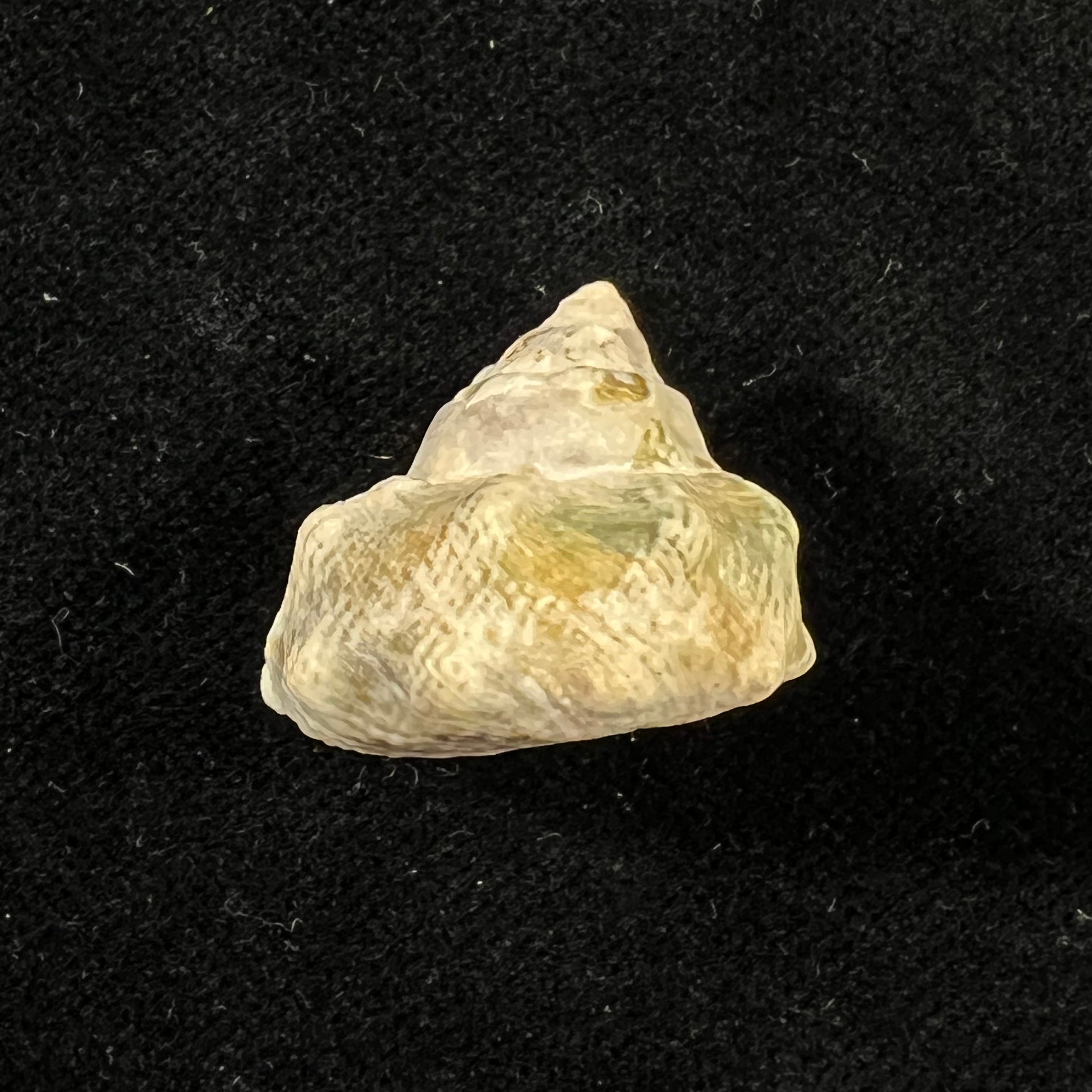 Lithopoma tuber (Linnaeus, 1758) - 22,4mm