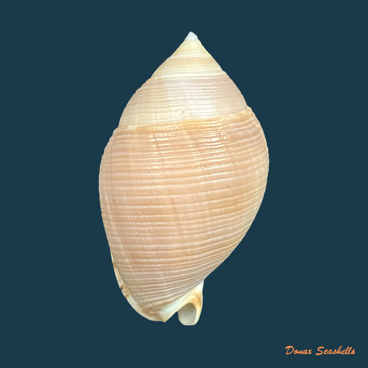 Semicassis craticulata (Euthyme, 1885) - 65,3mm
