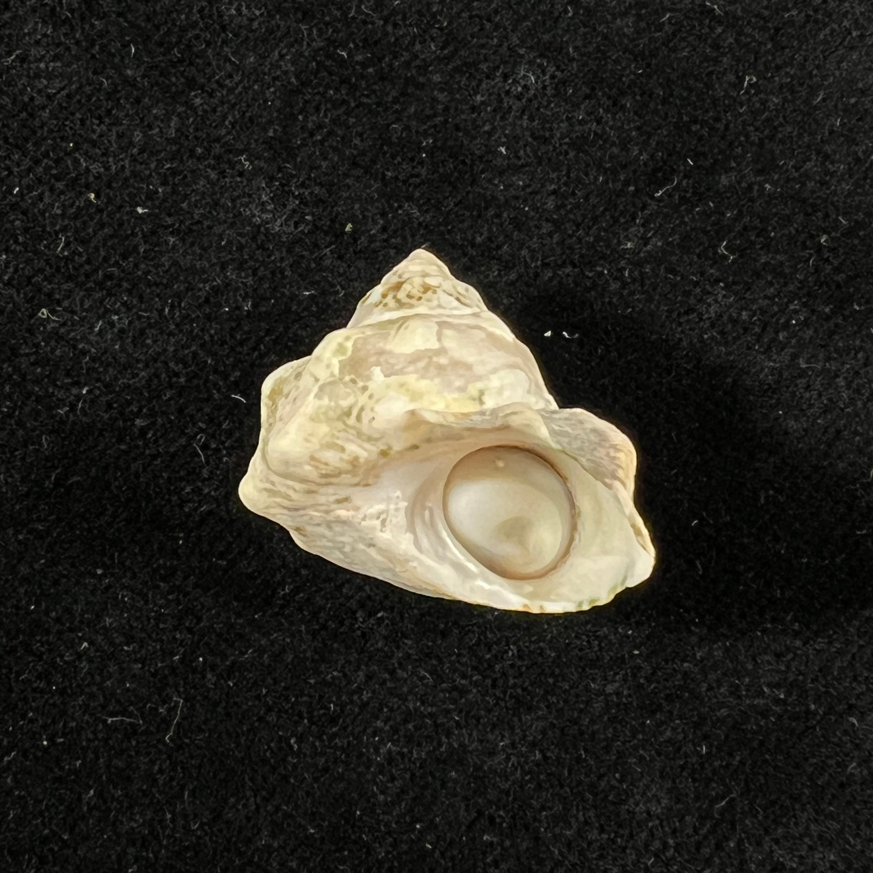 Lithopoma tuber (Linnaeus, 1758) - 22,4mm