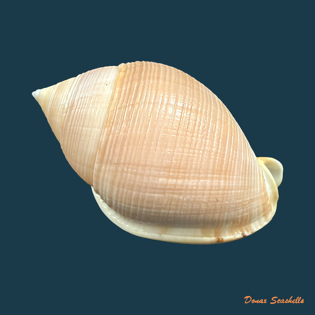 Semicassis craticulata (Euthyme, 1885) - 65,3mm
