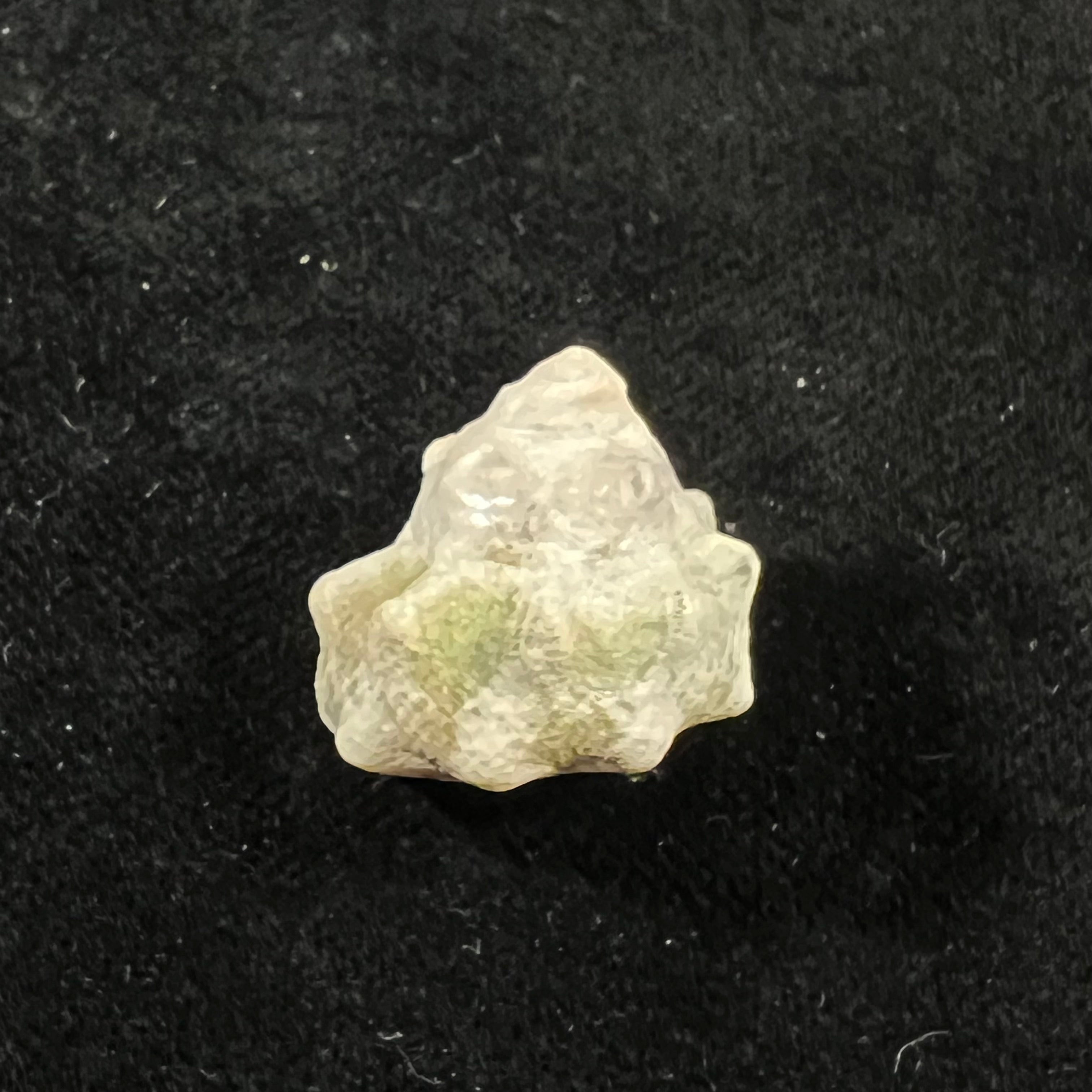 Lithopoma tuber (Linnaeus, 1758) - 21,4mm