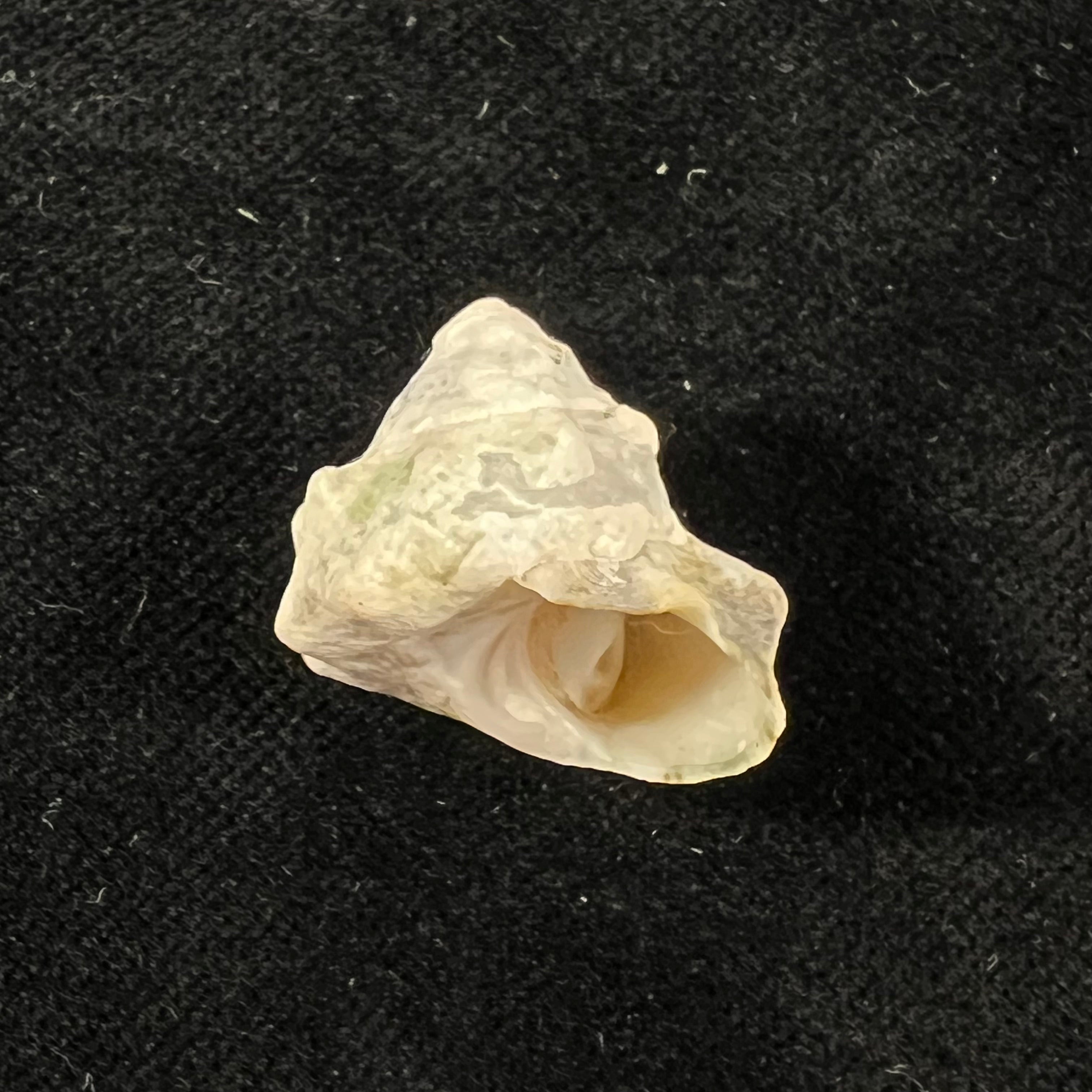 Lithopoma tuber (Linnaeus, 1758) - 21,4mm