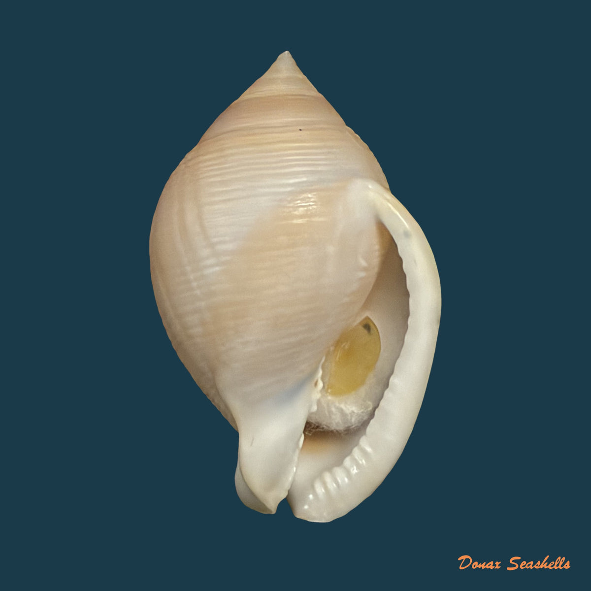Semicassis craticulata (Euthyme, 1885) - 65,3mm