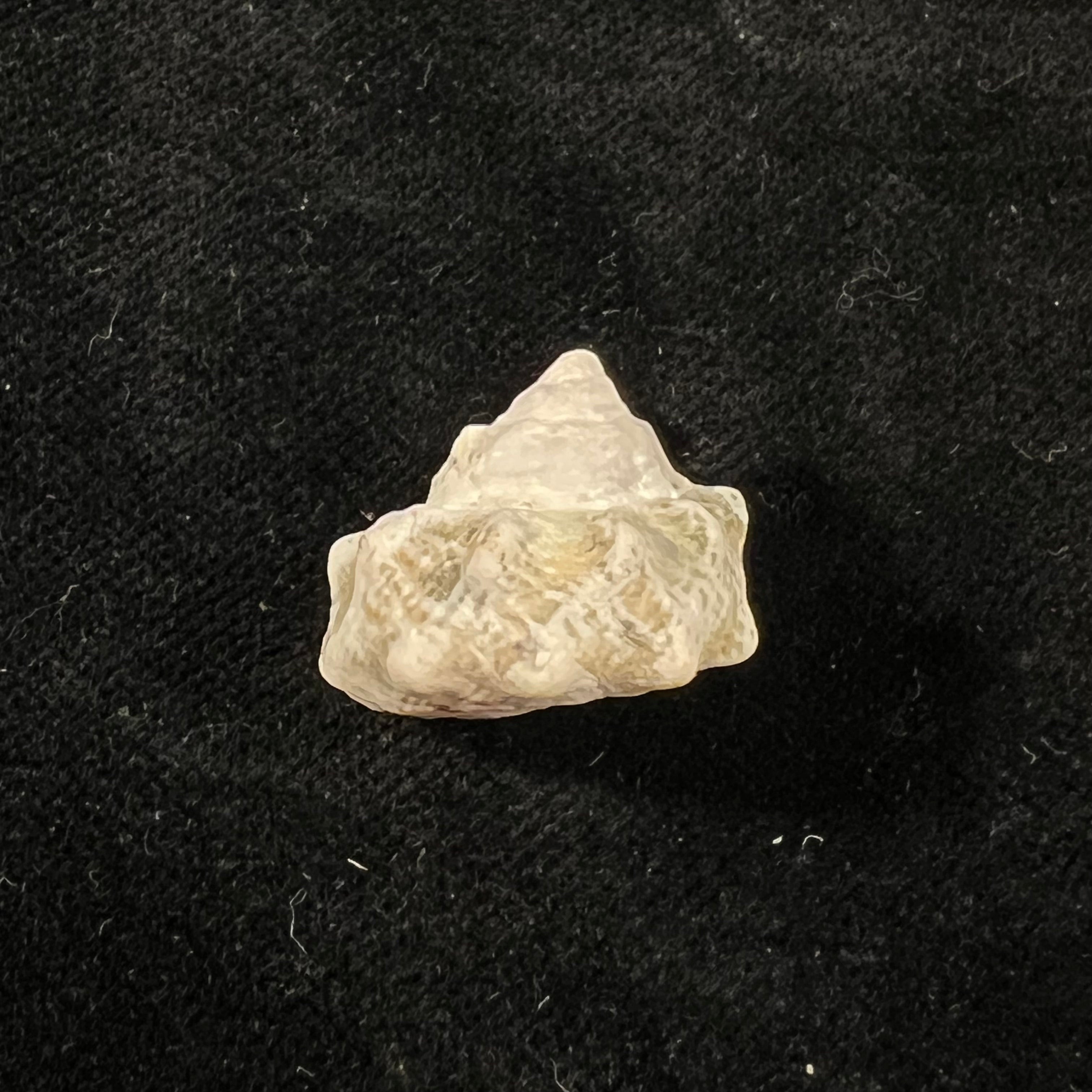 Lithopoma tuber (Linnaeus, 1758) - 19,7mm