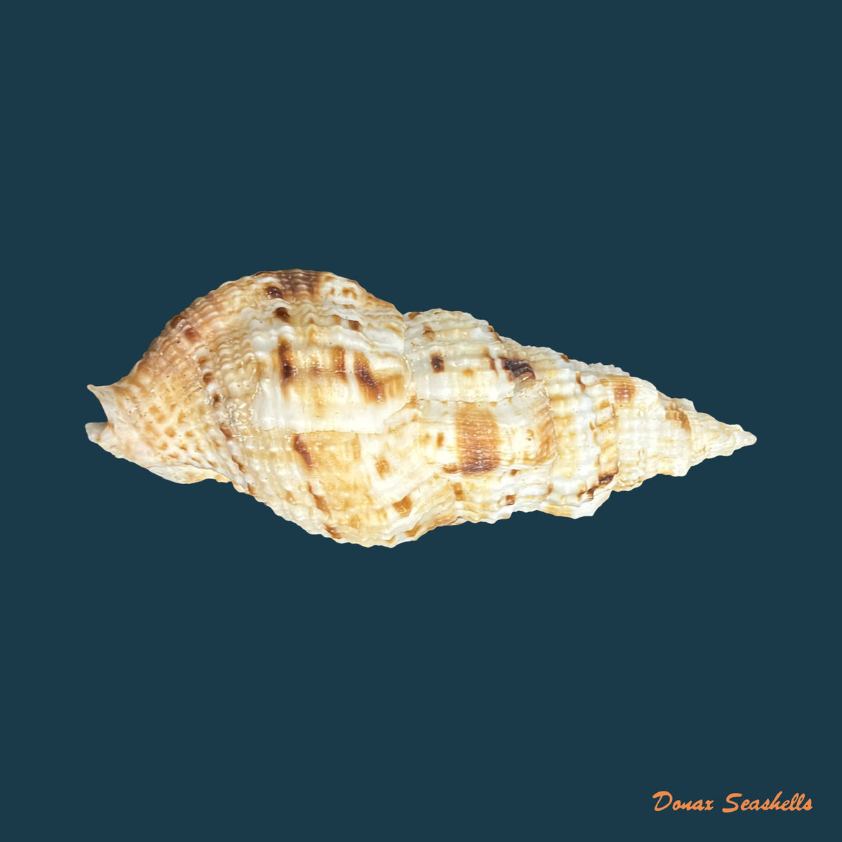 Colubraria muricata ([Lightfoot, 1786]) - 85mm
