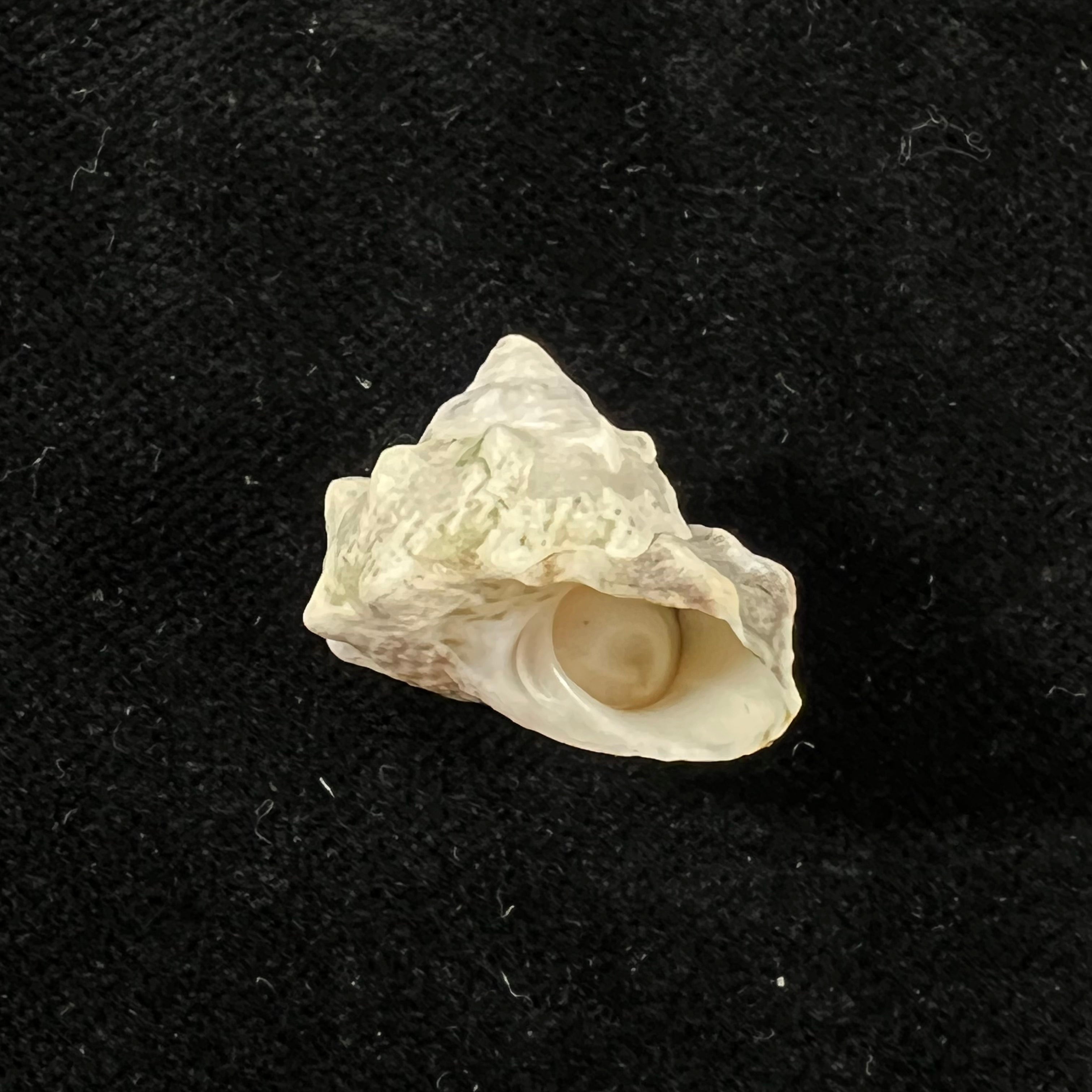 Lithopoma tuber (Linnaeus, 1758) - 19,7mm