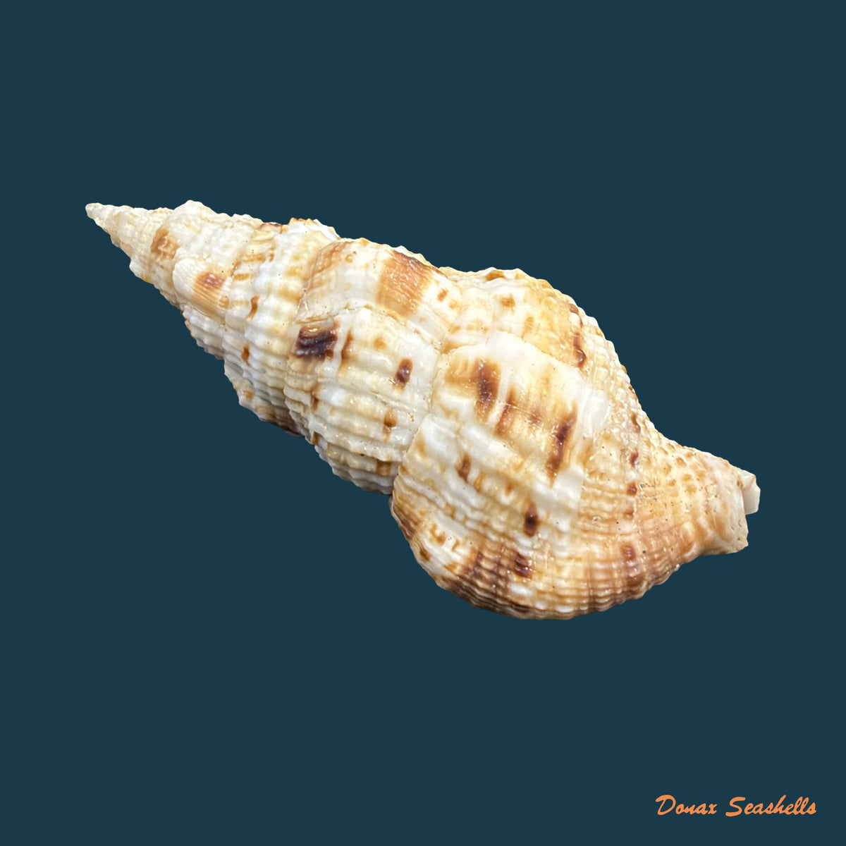 Colubraria muricata ([Lightfoot, 1786]) - 85mm