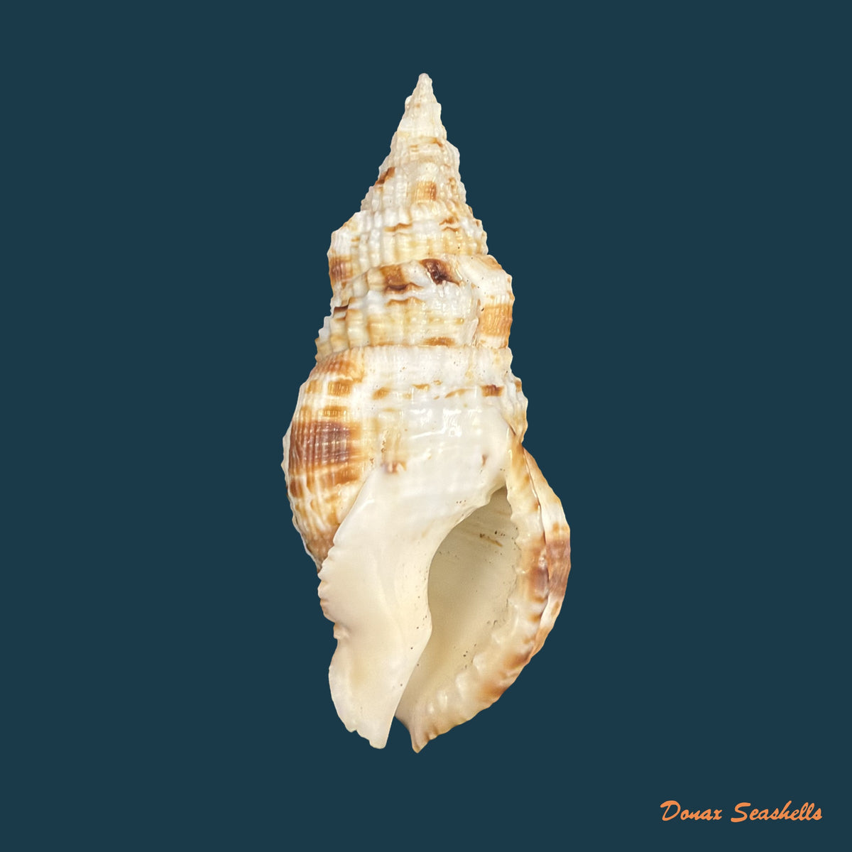 Colubraria muricata ([Lightfoot, 1786]) - 85mm