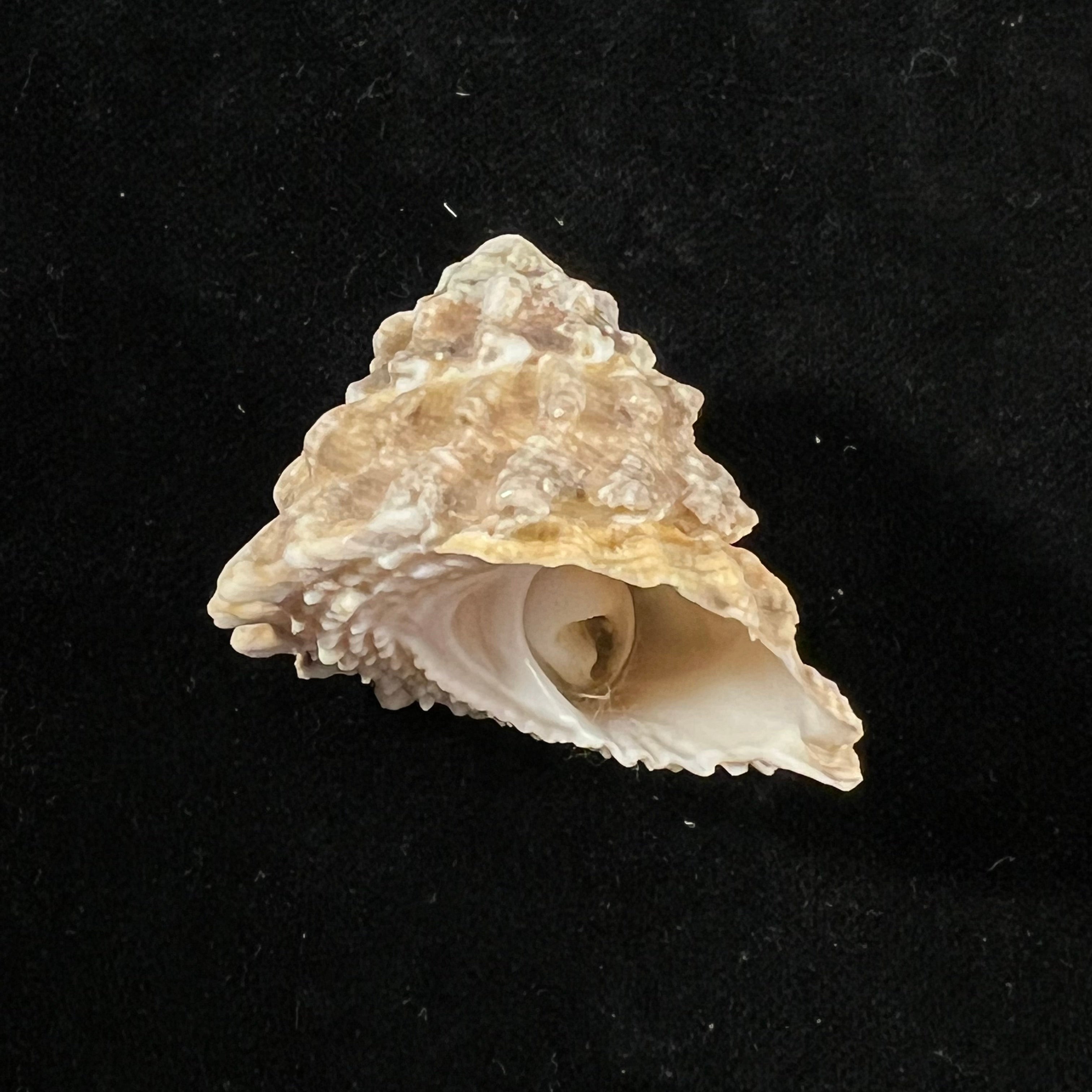 Astraea olfersii (R. A. Philippi, 1850) - 39,6mm