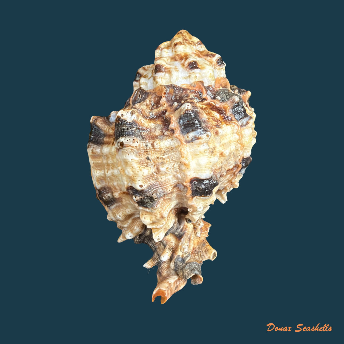 Hexaplex melonulus (Lamarck, 1822) - 79,9mm