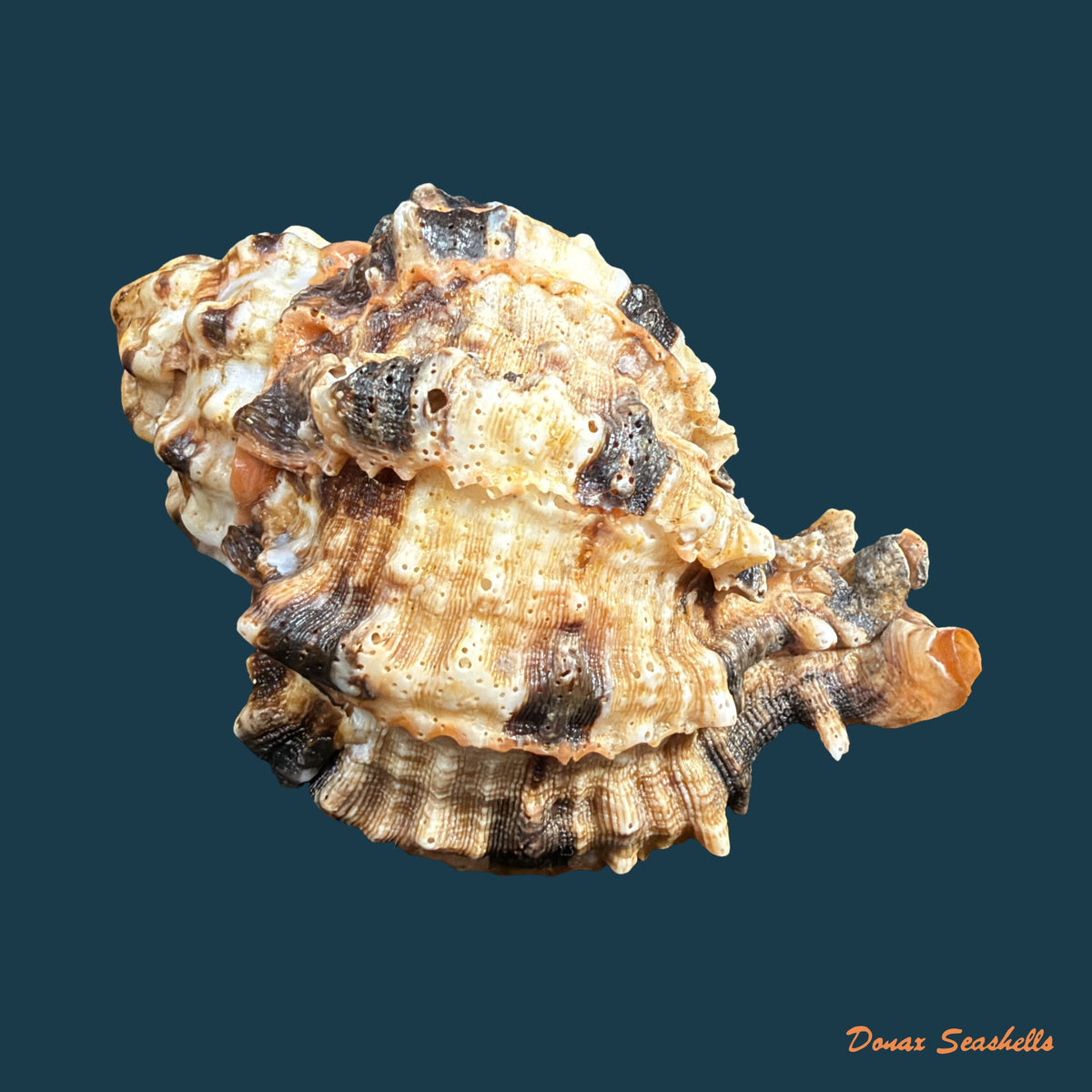 Hexaplex melonulus (Lamarck, 1822) - 79,9mm
